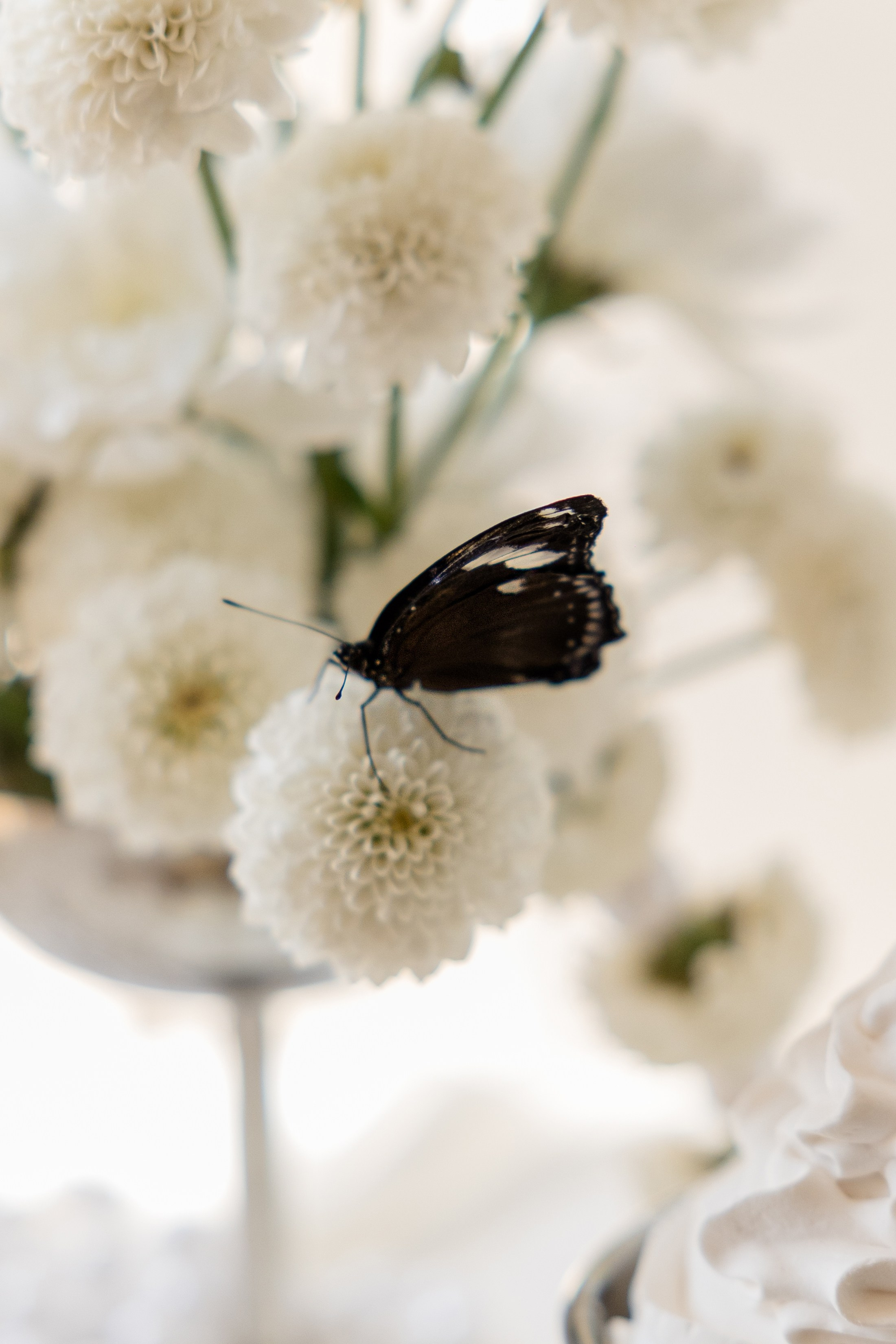 Butterfly Love. Михаил и Анна. Свадебный и семейный фотограф Евгения Привалова. Новороссийск. Анапа