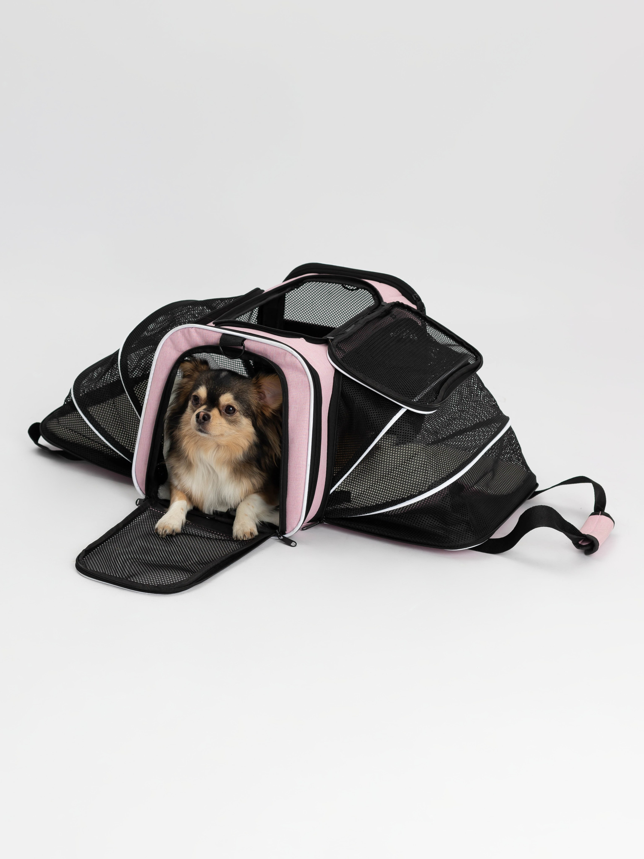 Переноска для питомца. Коммерческий фотограф в Санкт-Петербурге (СПб) Екатерина Панчёха, Панчёшка