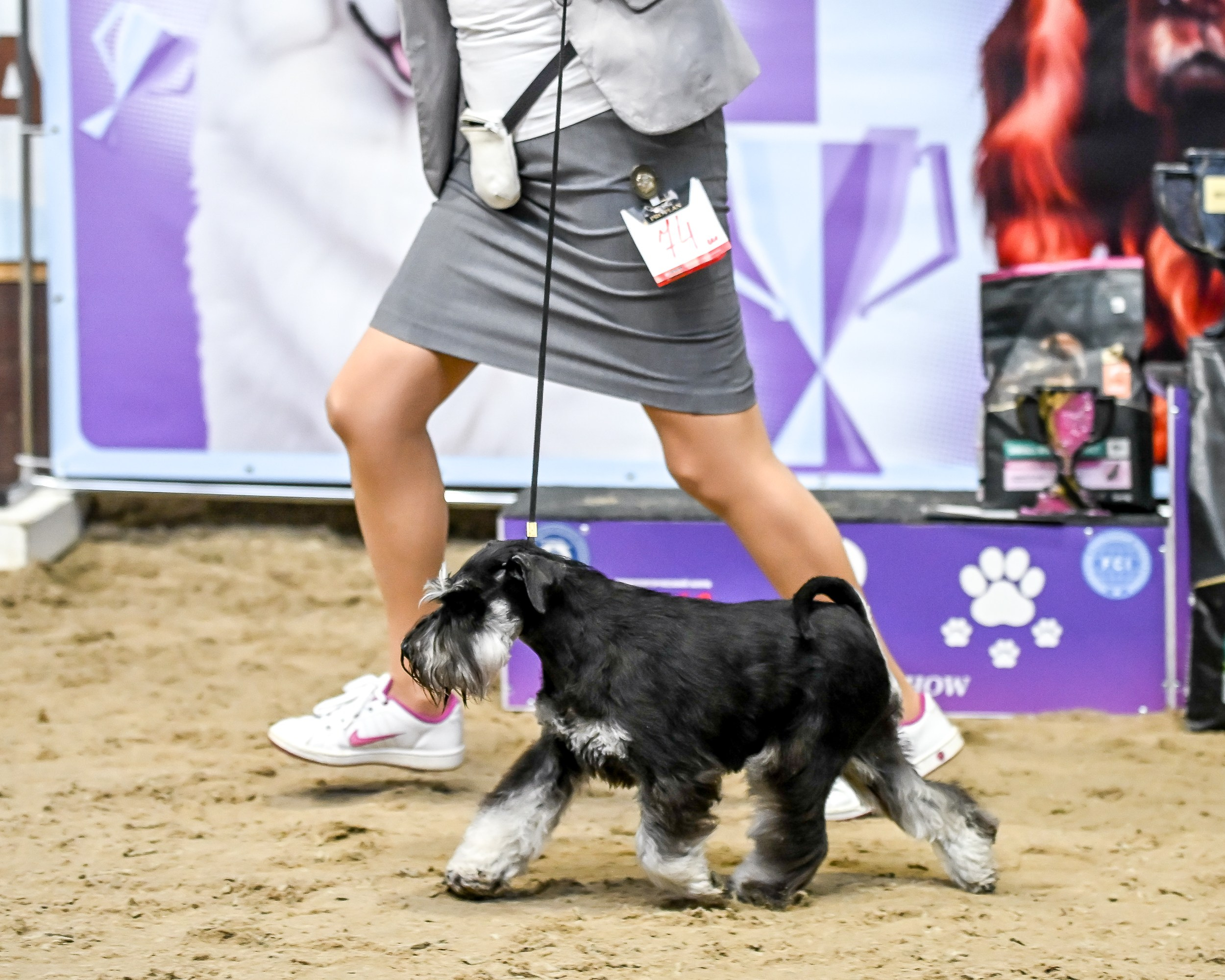 Харли/ Delinso Balance Ultima Gail. Питомник цвергшнауцеров в Беларуси «Делинсо Бэлэнс»