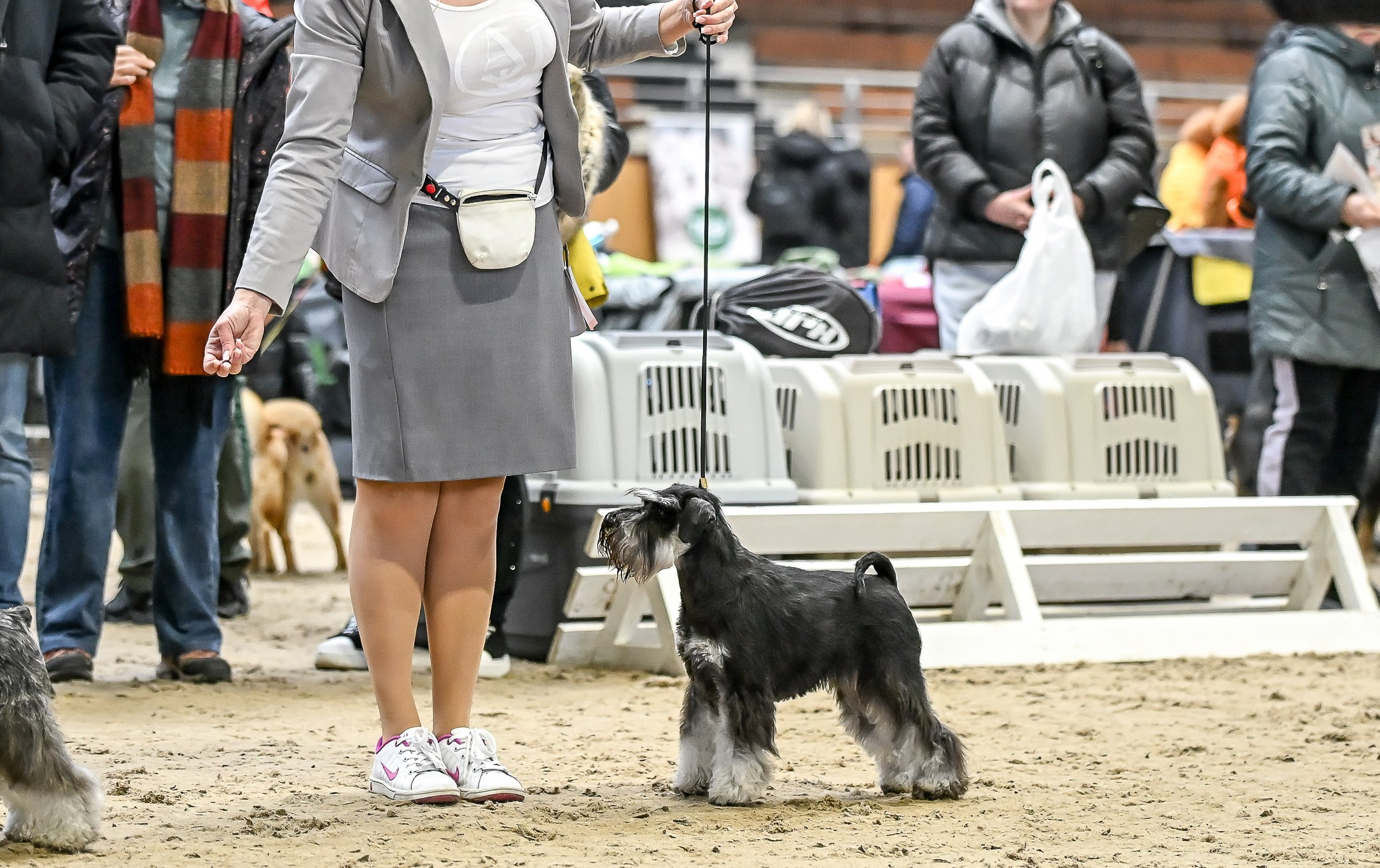 Харли/ Delinso Balance Ultima Gail. Питомник цвергшнауцеров в Беларуси «Делинсо Бэлэнс»