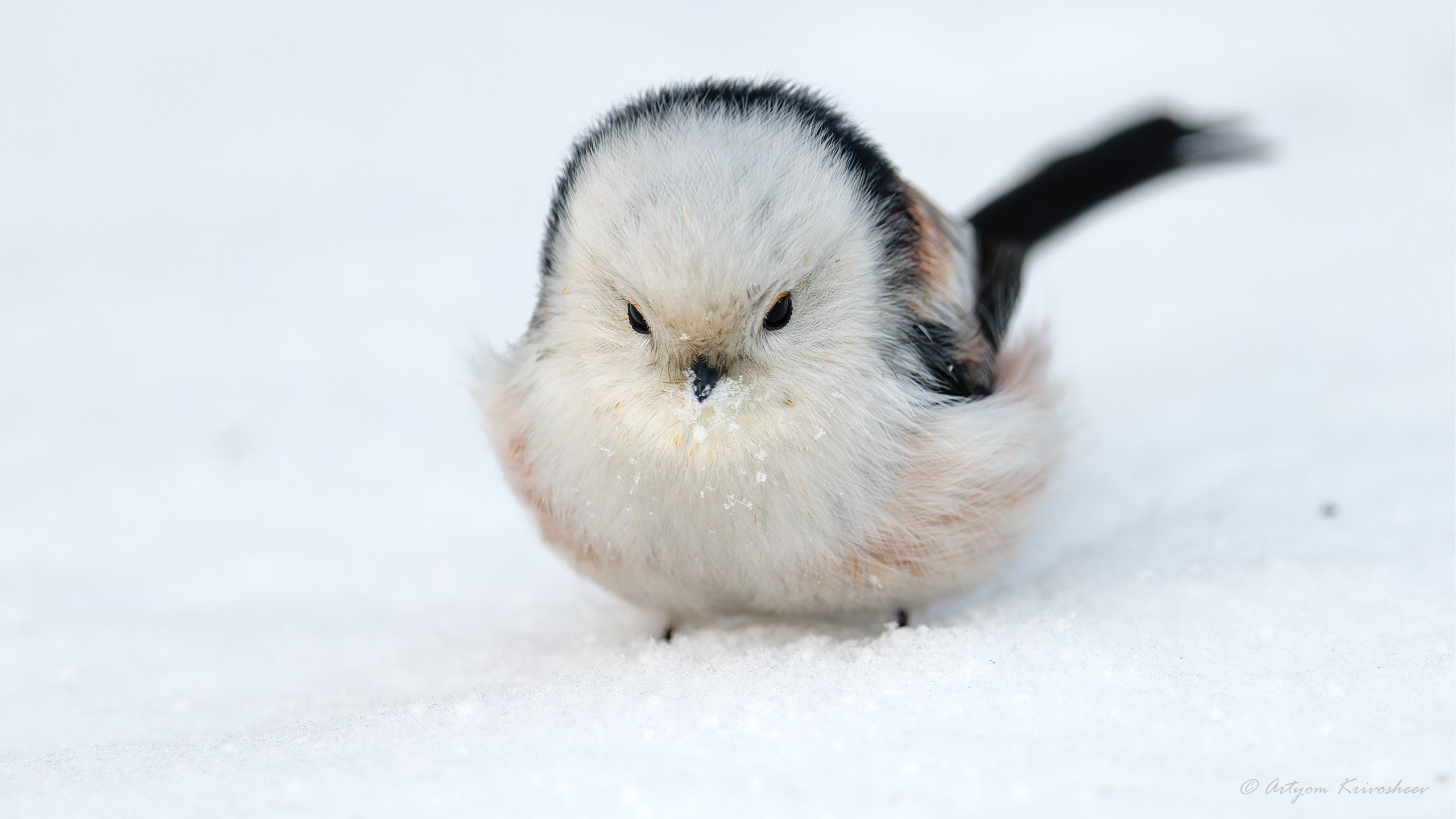 Фотограф и путешественник Артём Кривошеев