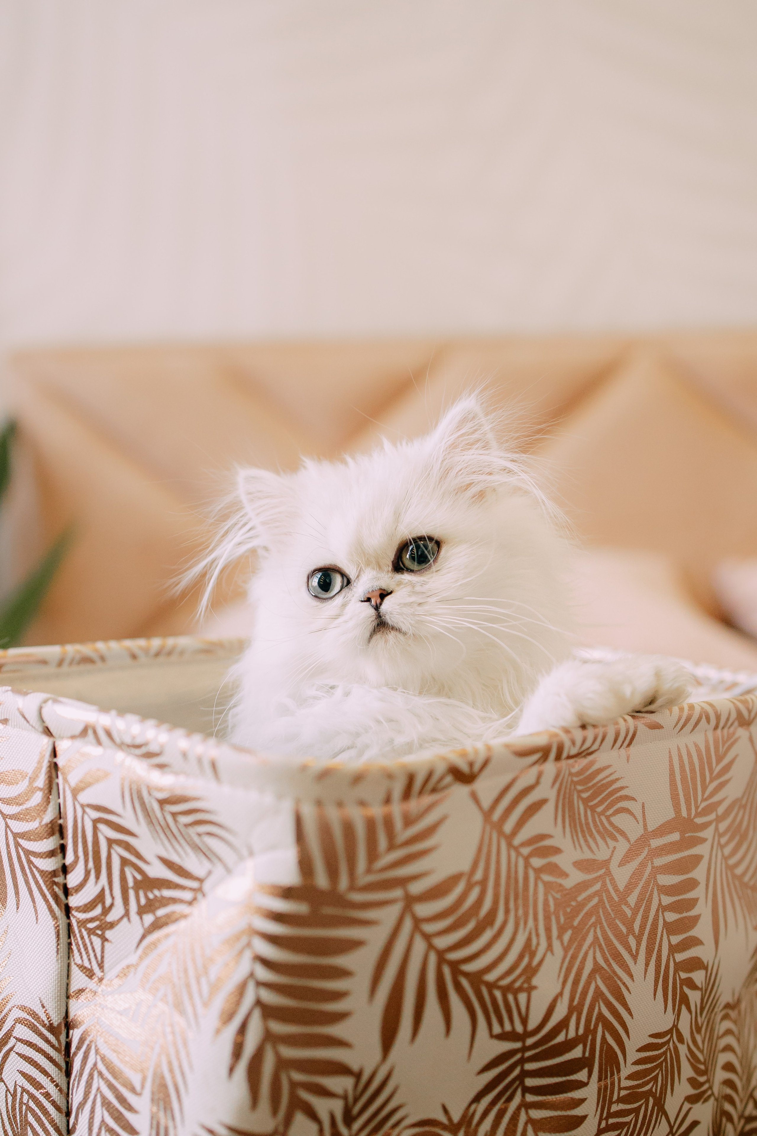 Султан, Мэй Мэй и Шанталь и их семья