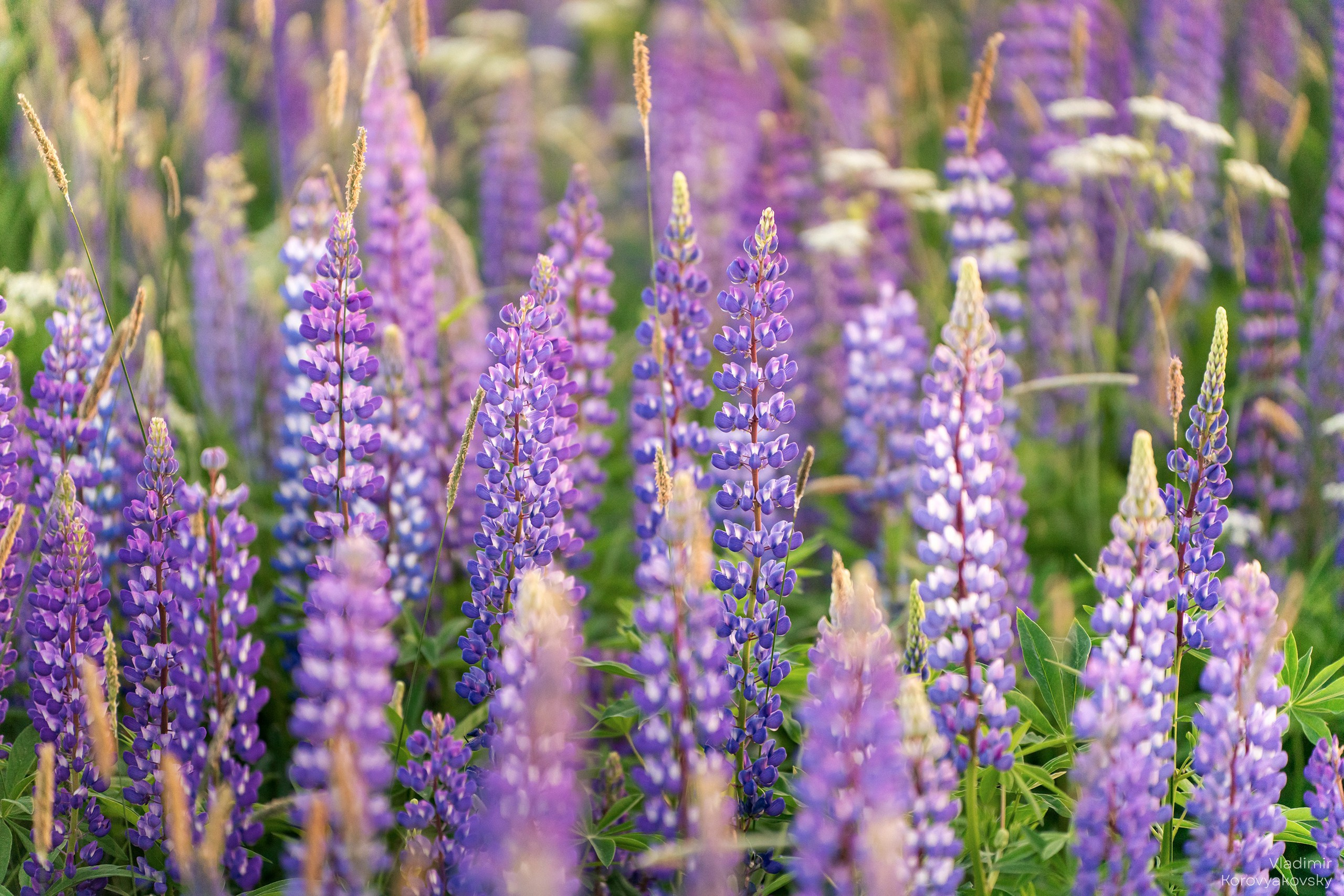 Nature. Photographer Vladimir Korovyakovsky