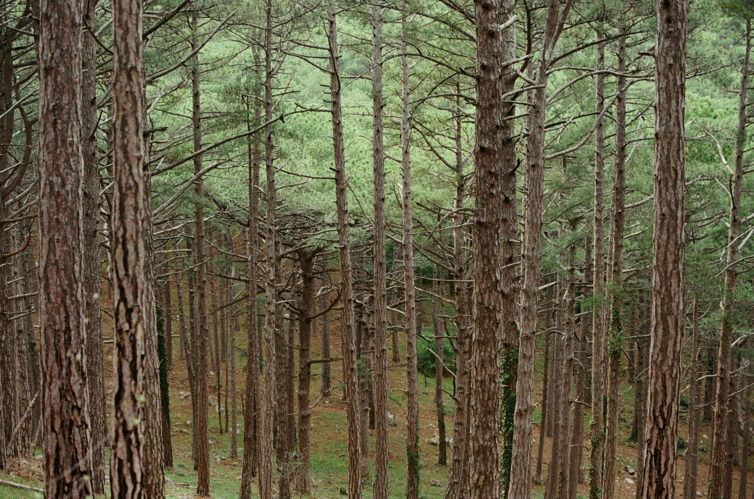 Silent running // ukraine, crimea II. EVER EXPOSED