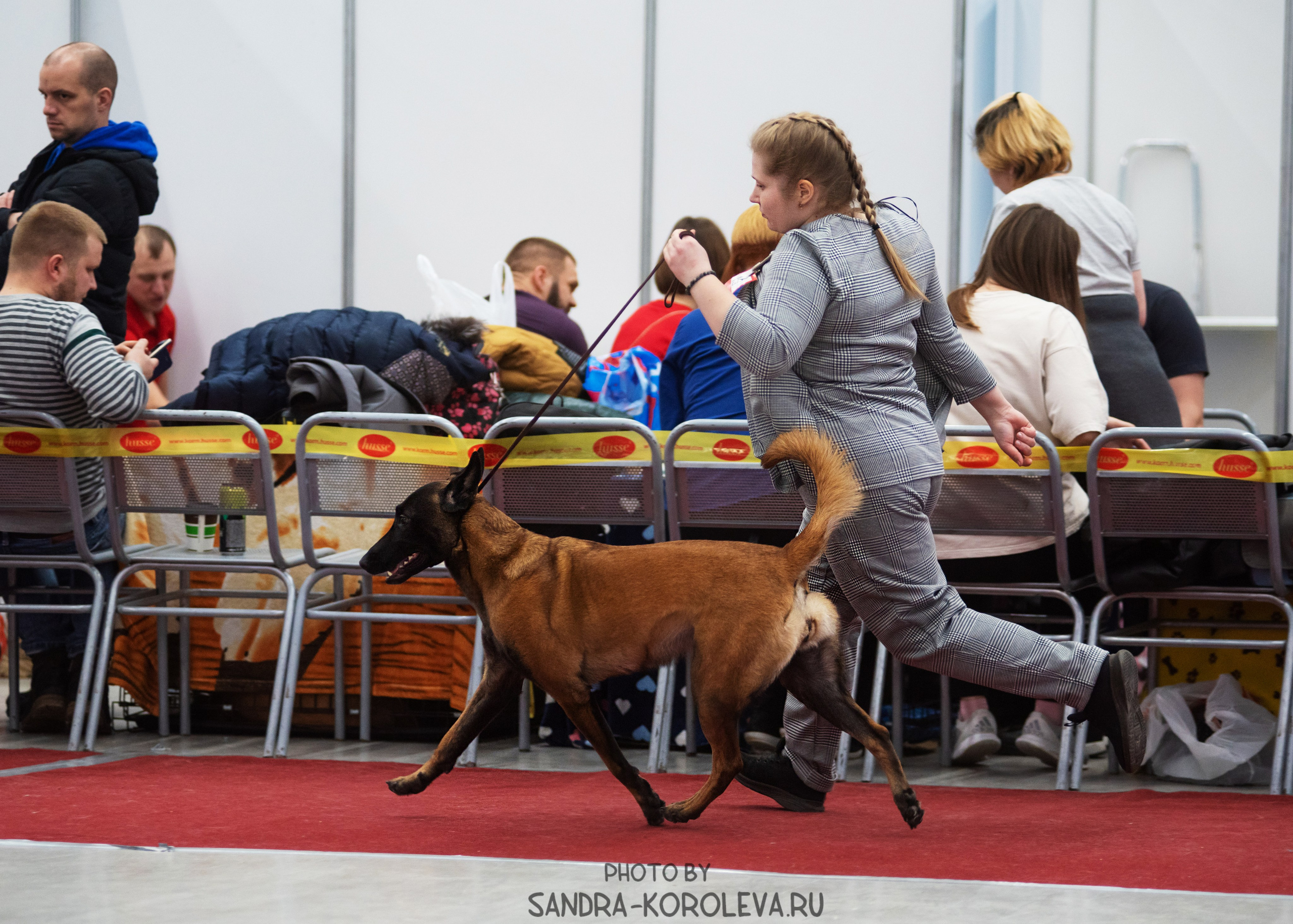 Выставка собак тюмень 10.12.2022. Дог-фотограф в Тюмени Александра Королева
