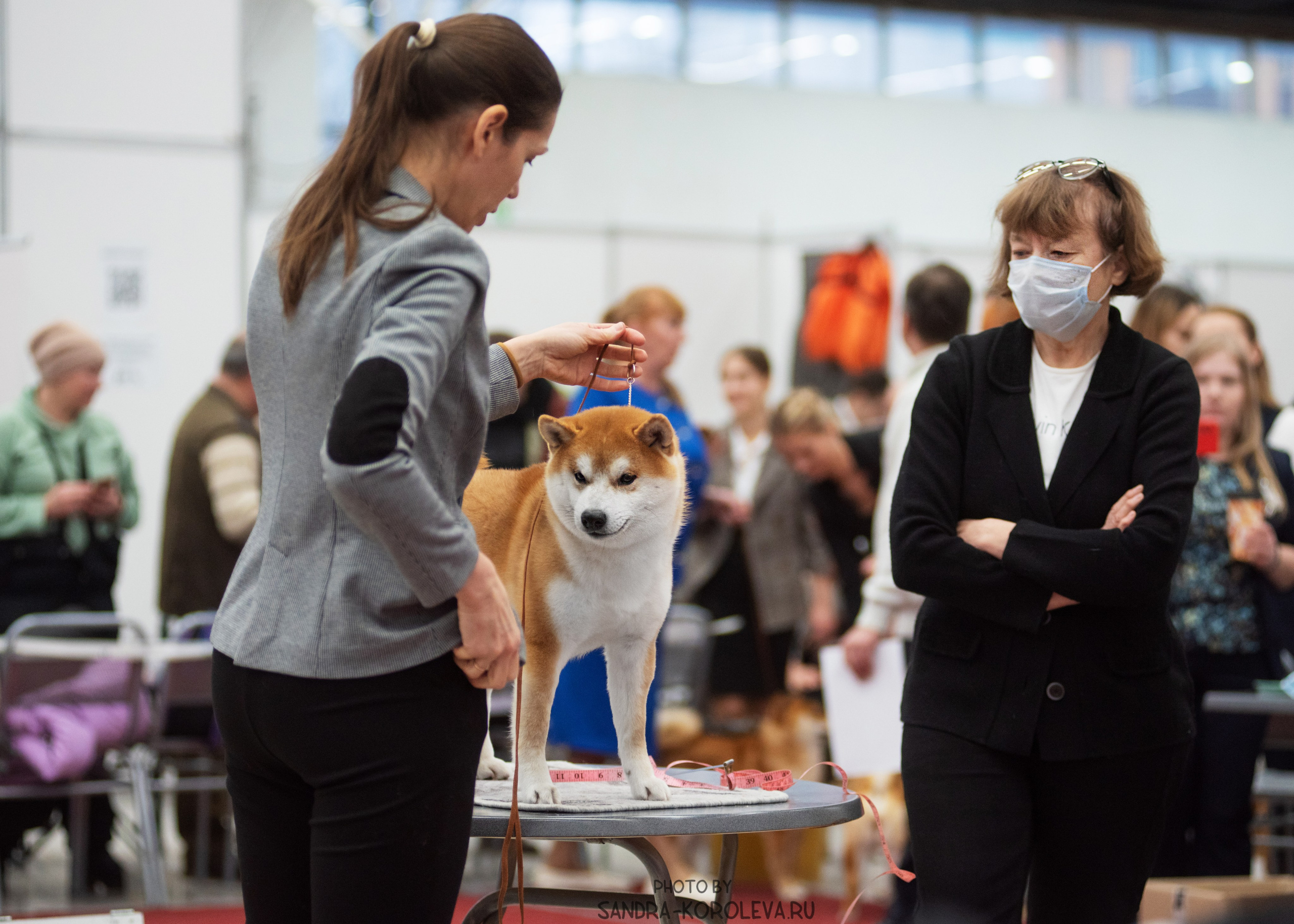Выставка собак тюмень 10.12.2022. Дог-фотограф в Тюмени Александра Королева