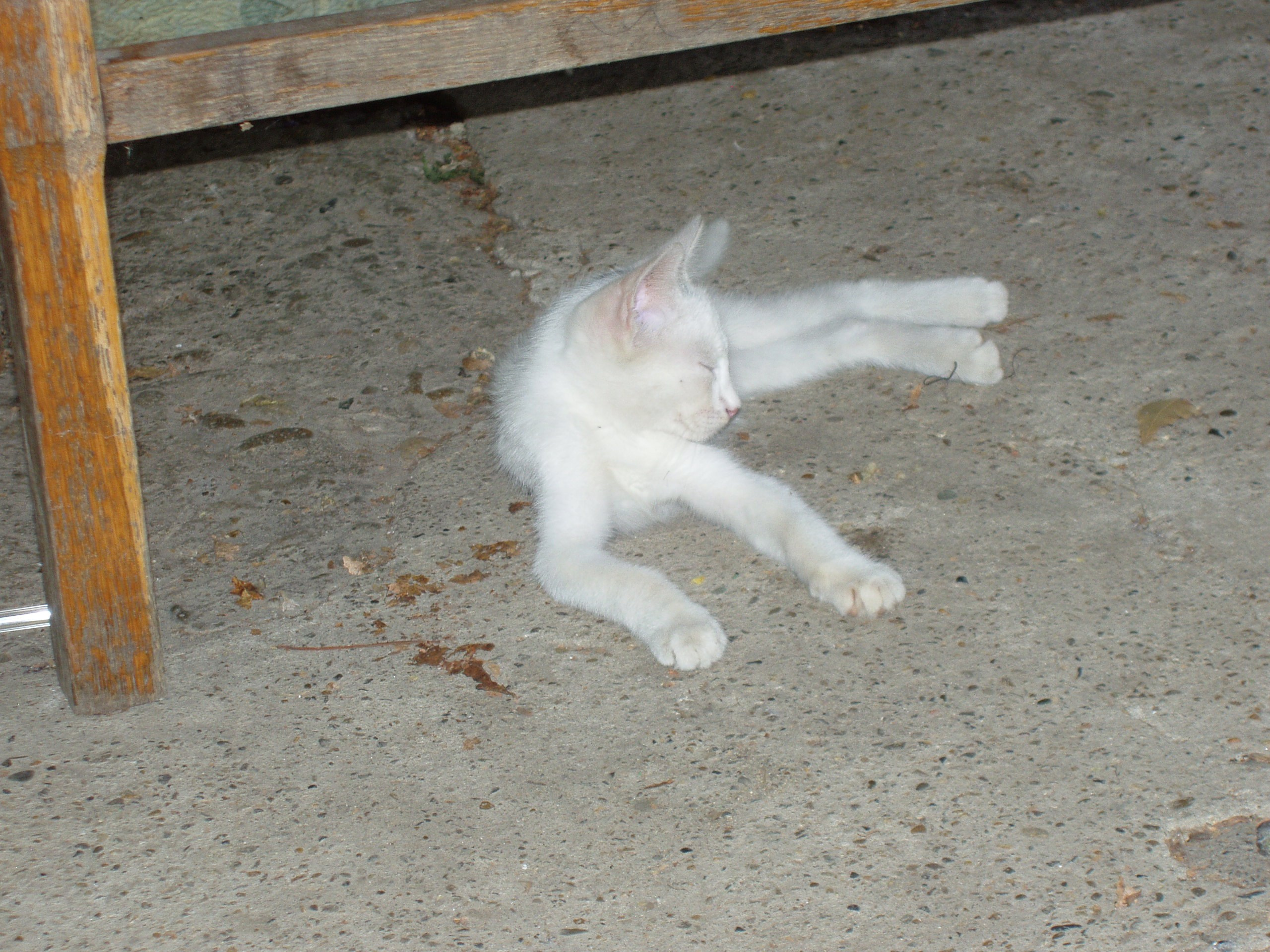 Отпуск 20.07-17.08. Семейный, Свадебный фотограф СПБ Питер— Романова Екатерина