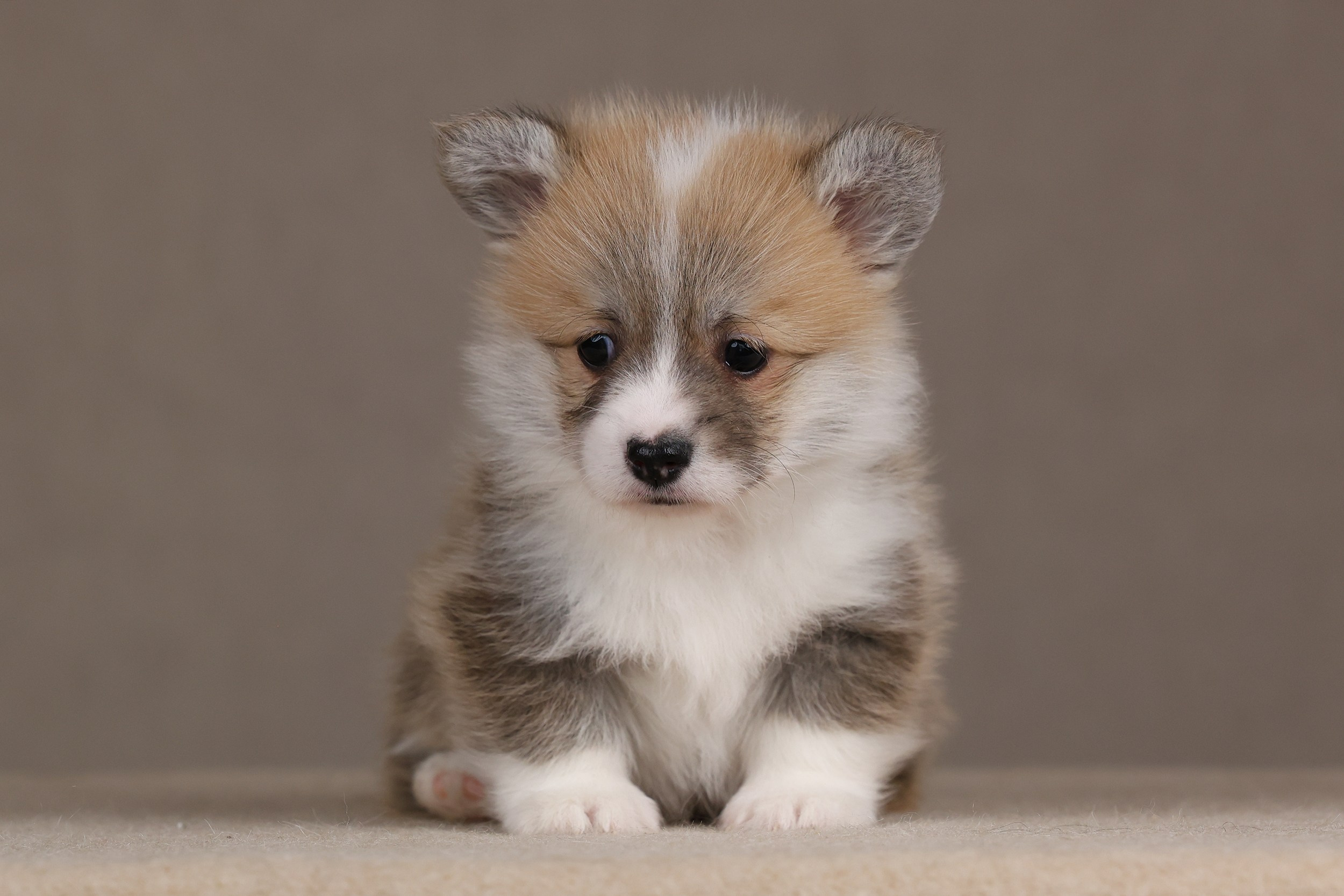 Питомник Mistycor. Мои работы