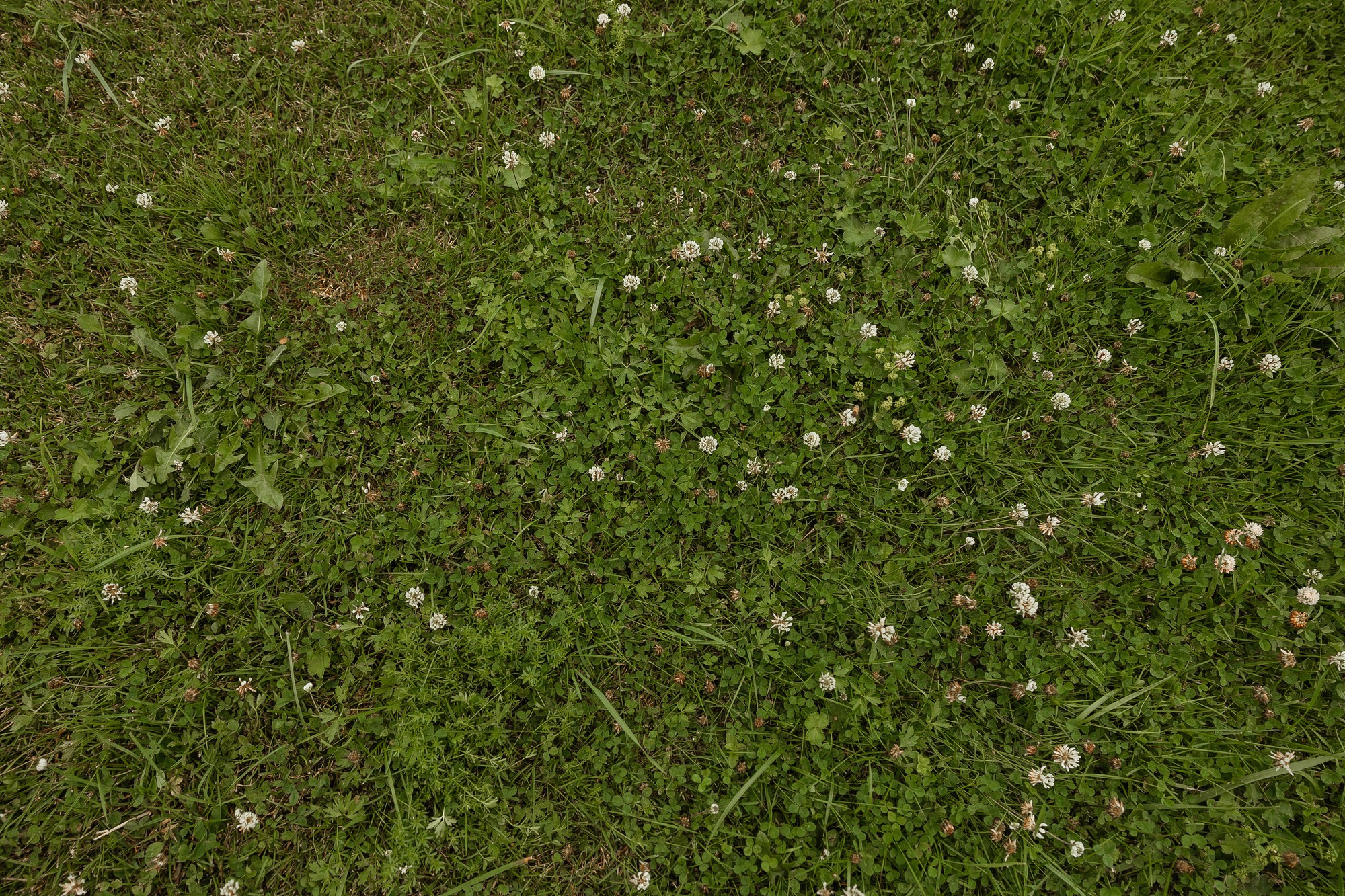 Яна &  Дмитрий. Свадебный фотограф в Москве и Санкт-Петербурге Анастасия Мирославская