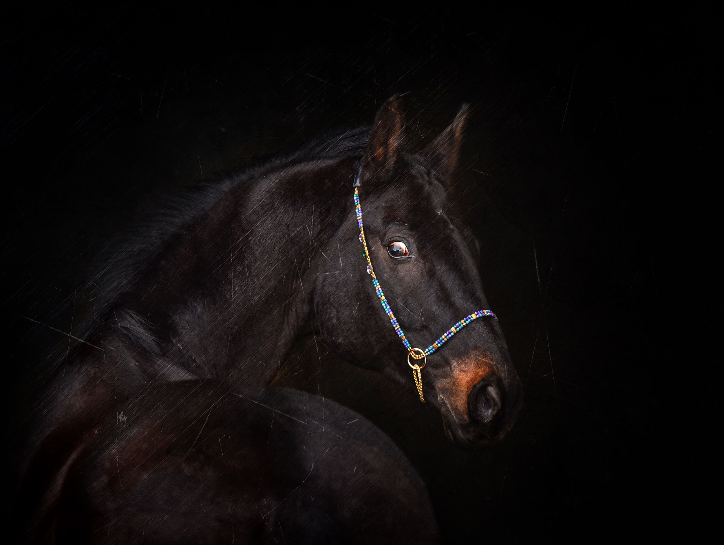 Лошади на свободе, съемка лошадей, экстерьерная съемка, фотосессия