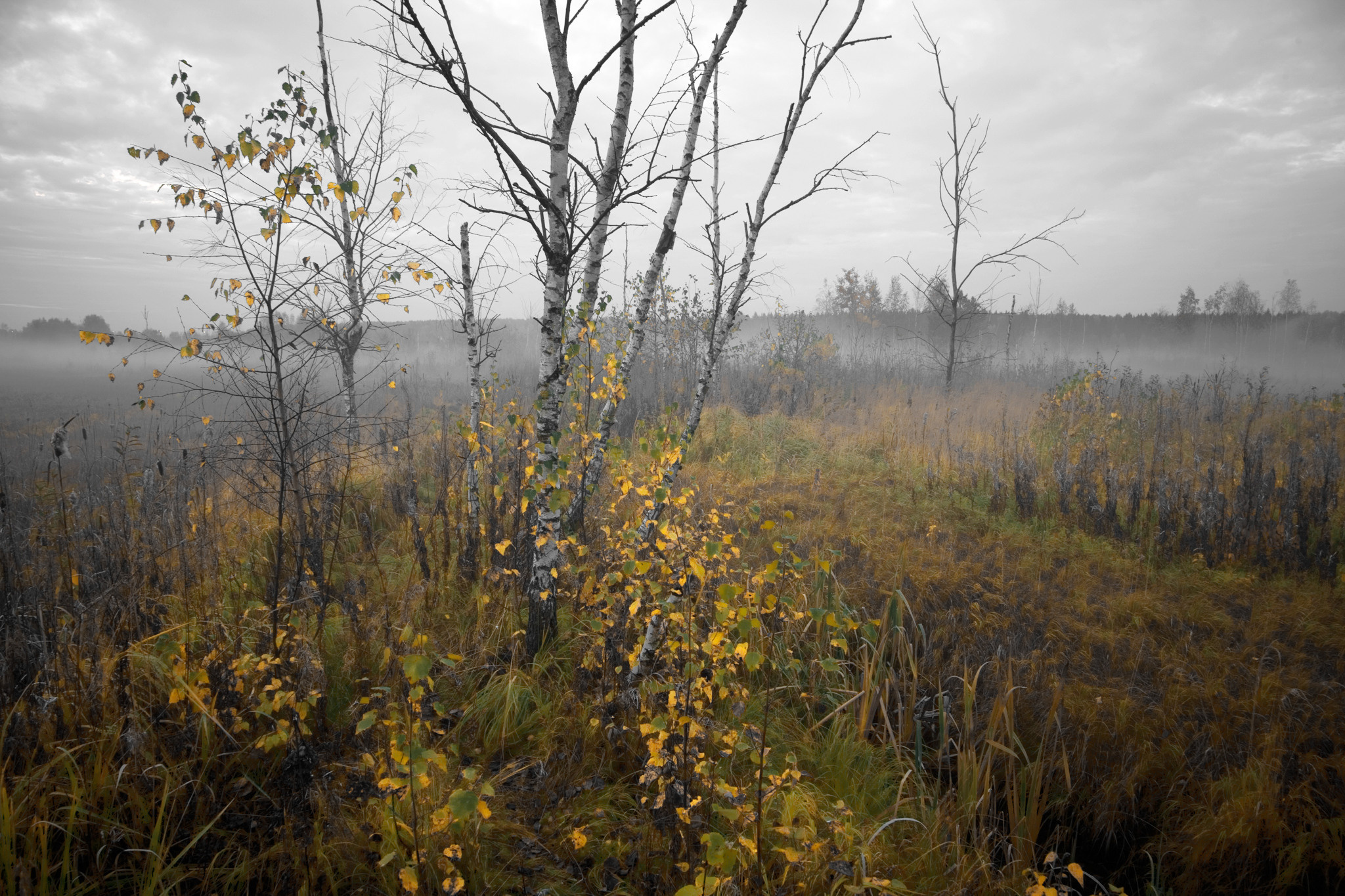 Болото. Теперь здесь "Пушкино Парк"