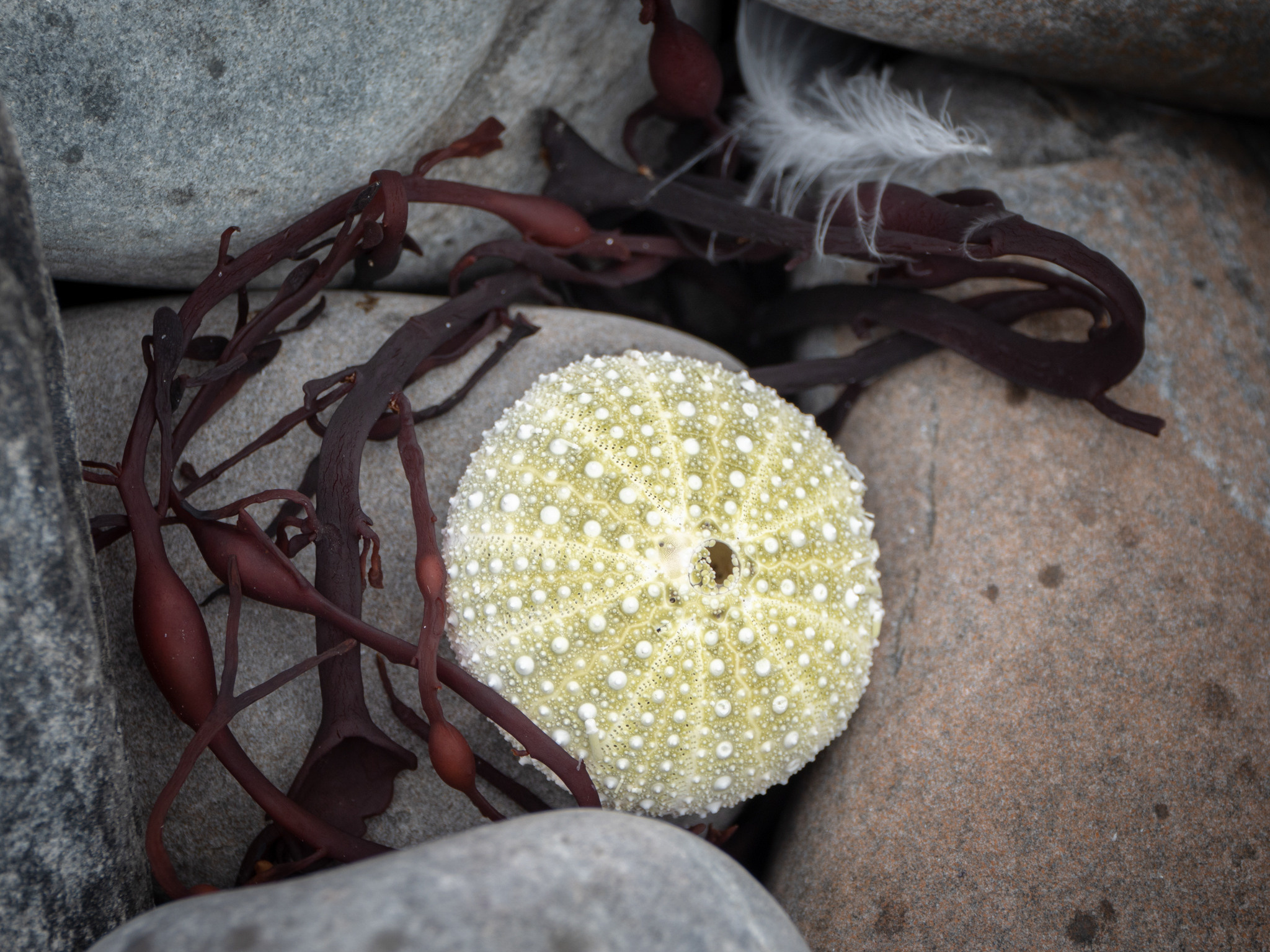 Норвегия. «dbstudio» — фотосъемка еды и продуктов питания