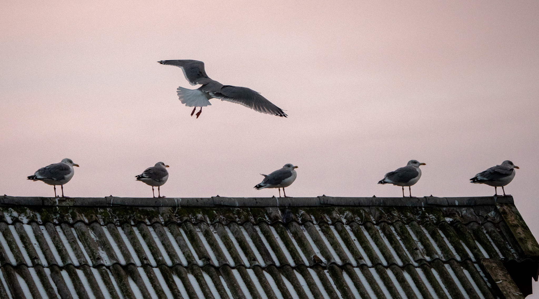 Норвегия. «dbstudio» — фотосъемка еды и продуктов питания