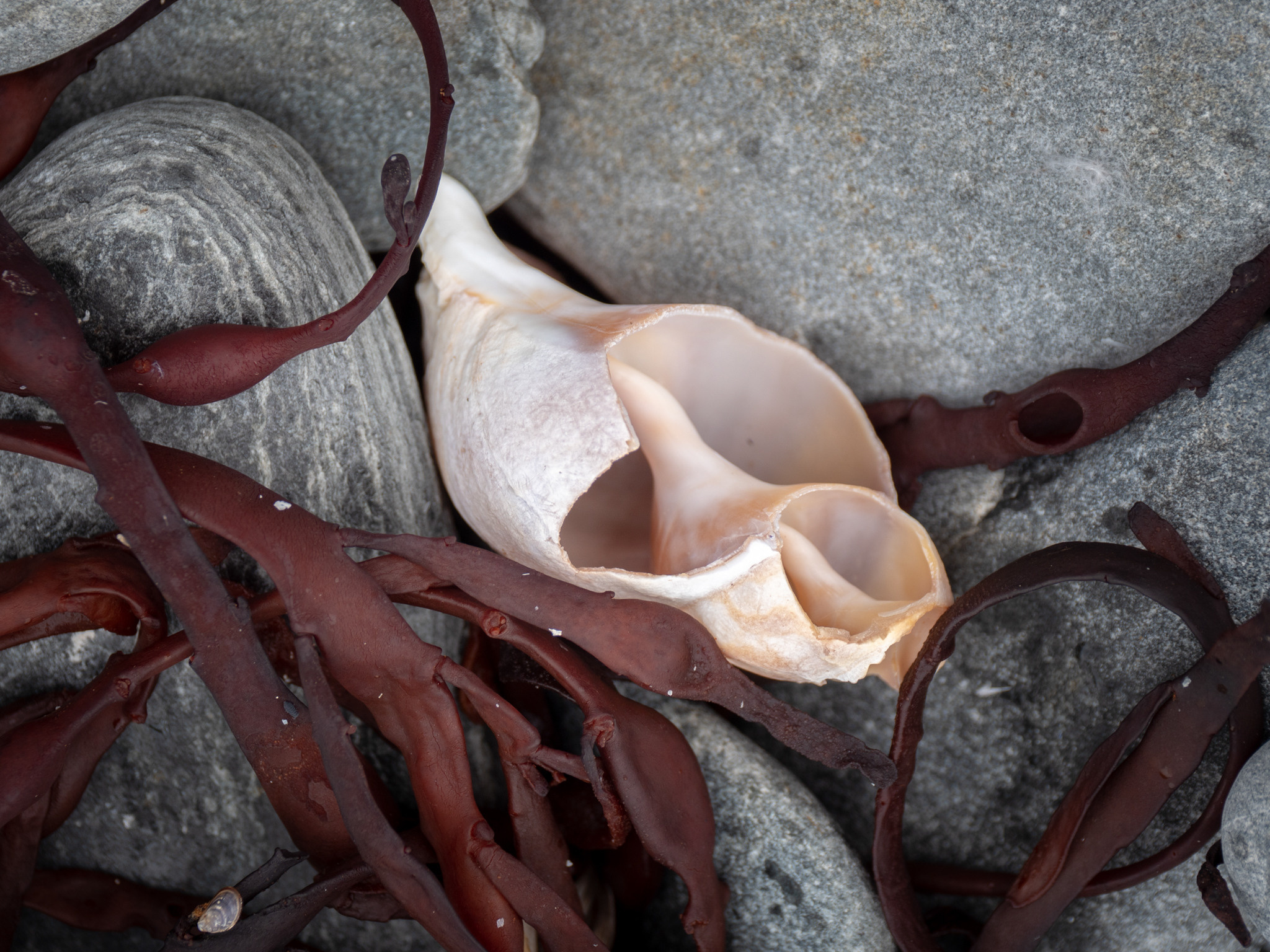 Норвегия. «dbstudio» — фотосъемка еды и продуктов питания