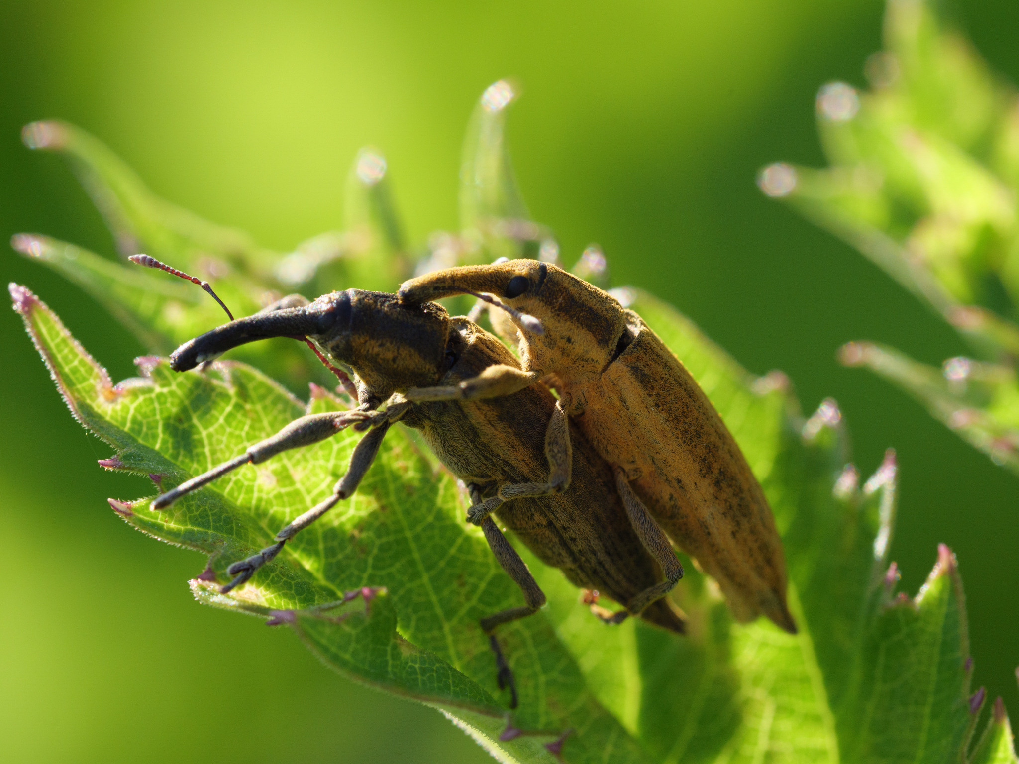 Пейзаж, природа. «dbstudio» — фотосъемка еды и продуктов питания