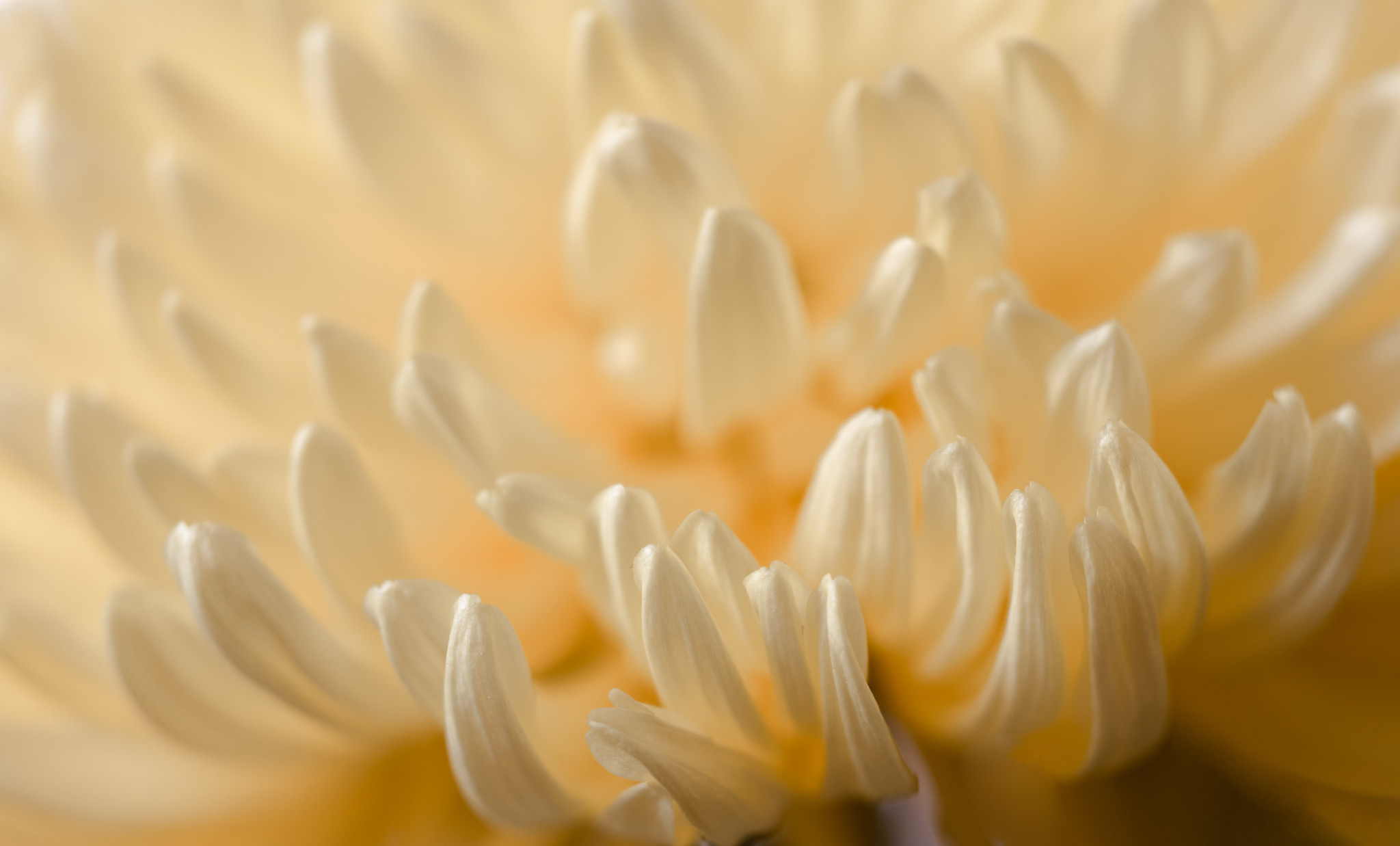 Натюрморт (наблюдашки))). «dbstudio» — фотосъемка еды и продуктов питания