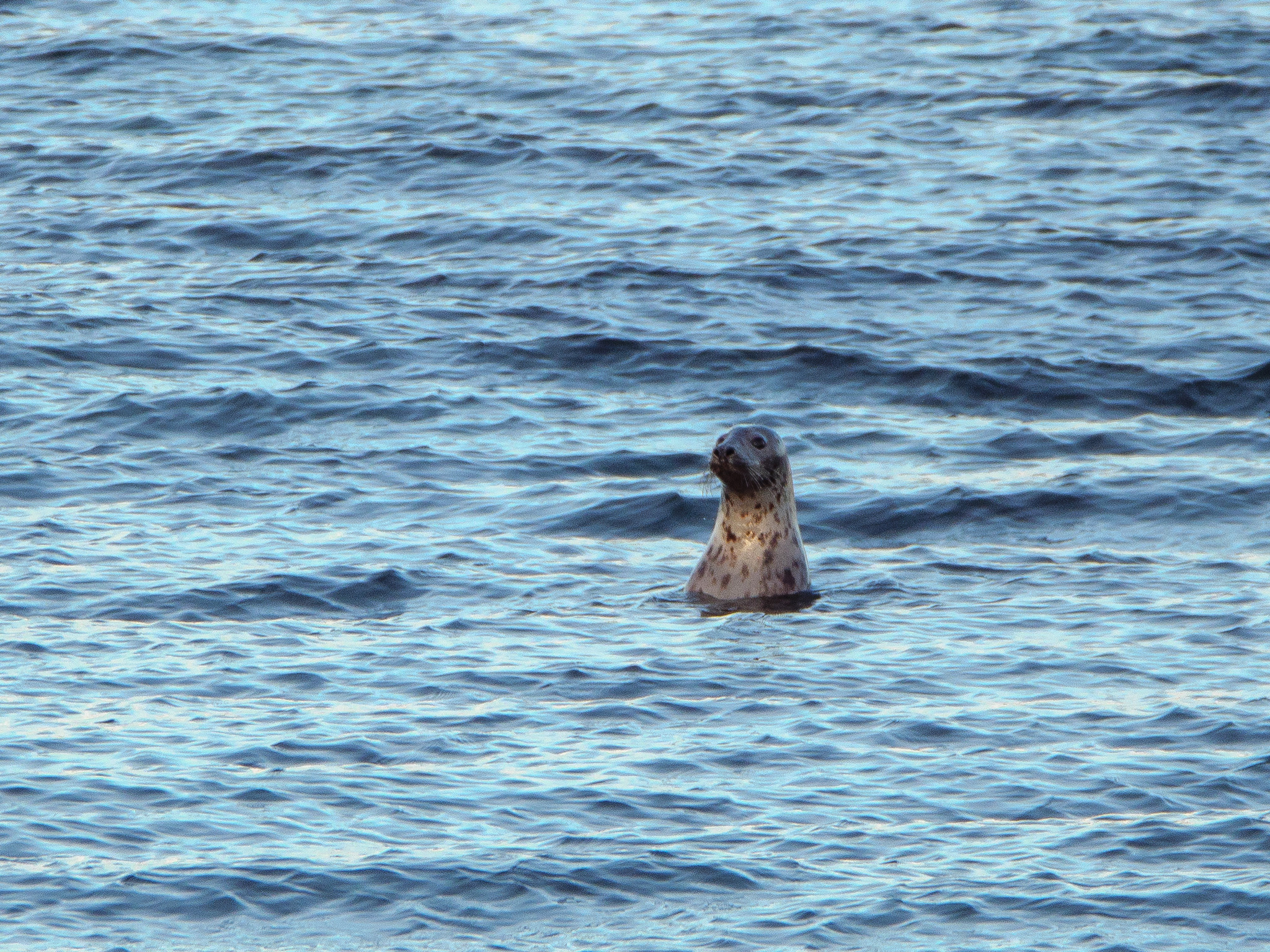 Норвегия. «dbstudio» — фотосъемка еды и продуктов питания