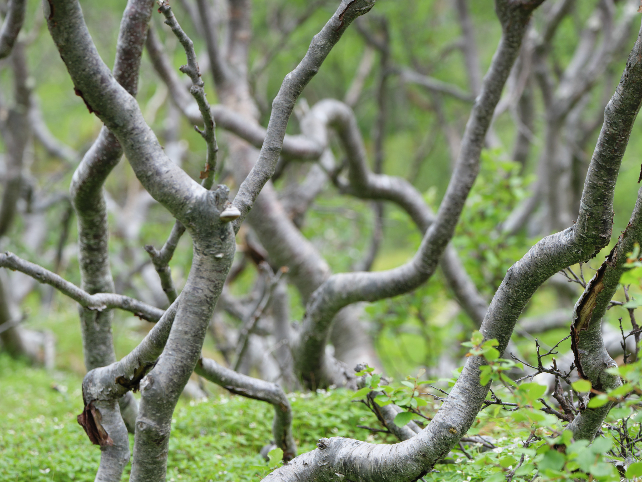 Норвегия. «dbstudio» — фотосъемка еды и продуктов питания