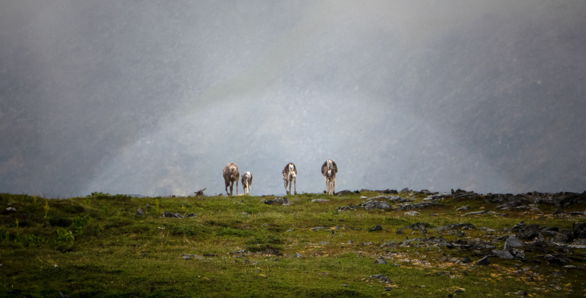 Норвегия. «dbstudio» — фотосъемка еды и продуктов питания