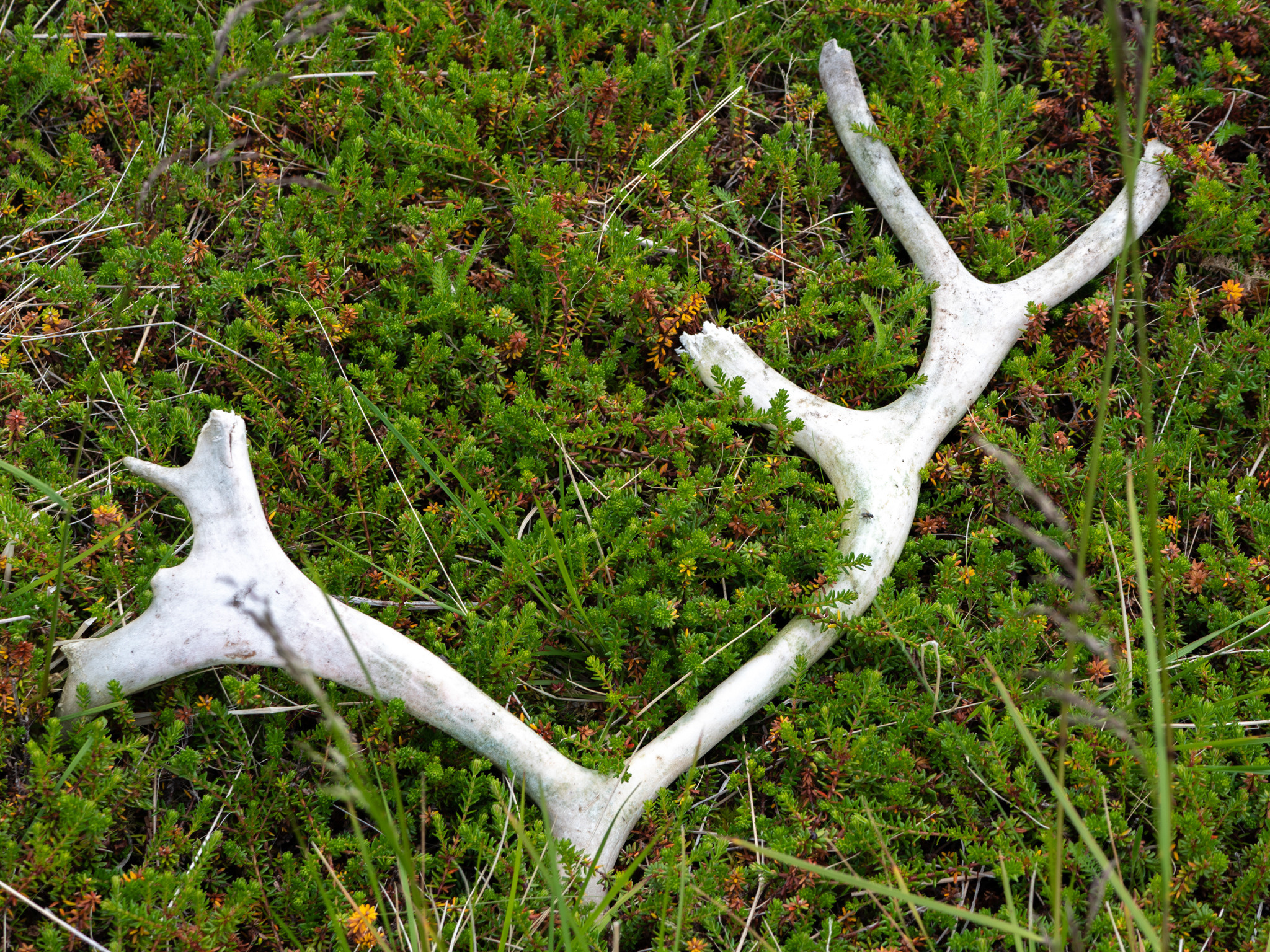 Норвегия. «dbstudio» — фотосъемка еды и продуктов питания