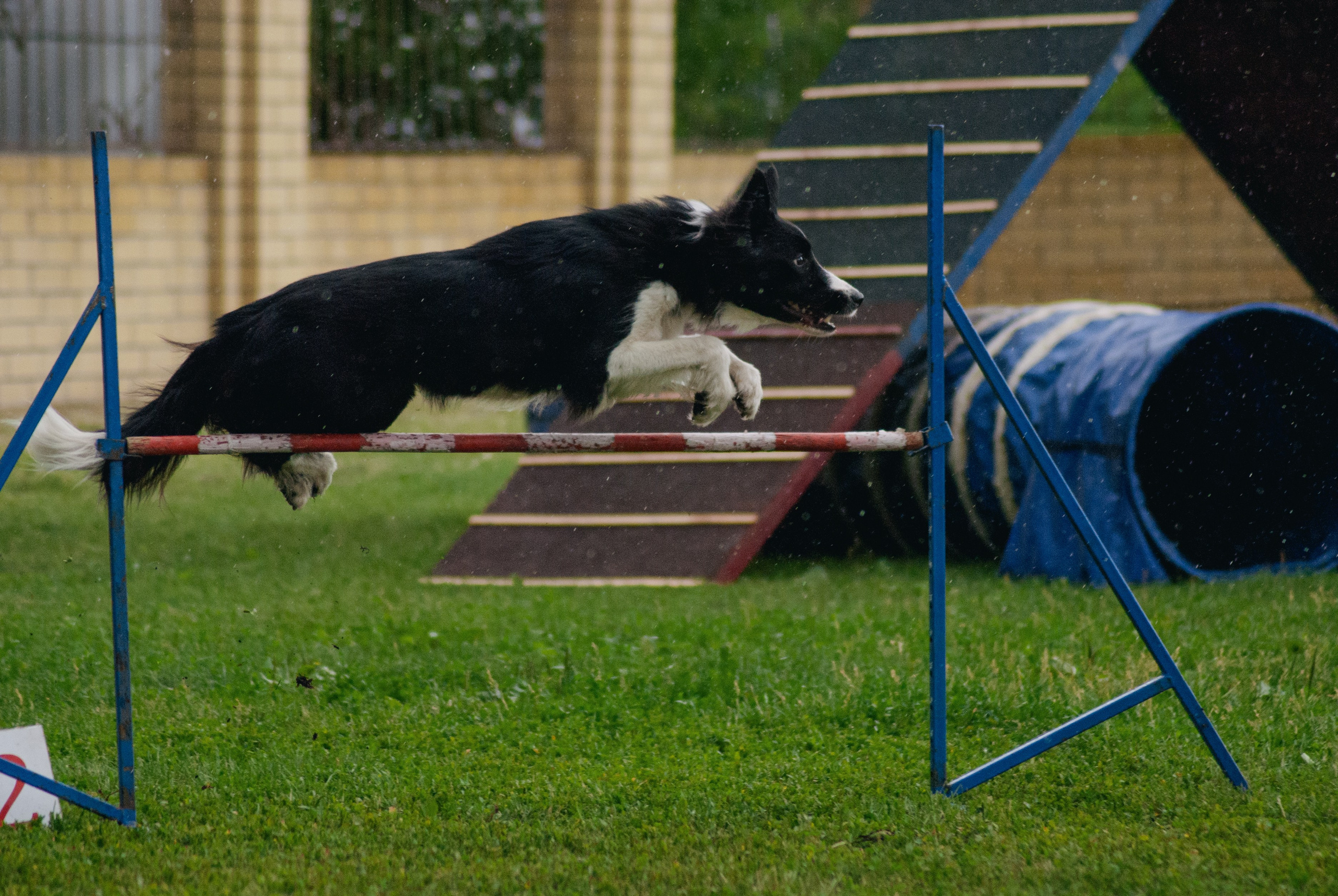 Аджилити. Фотограф в Тюмени Лизавета Сапицкая