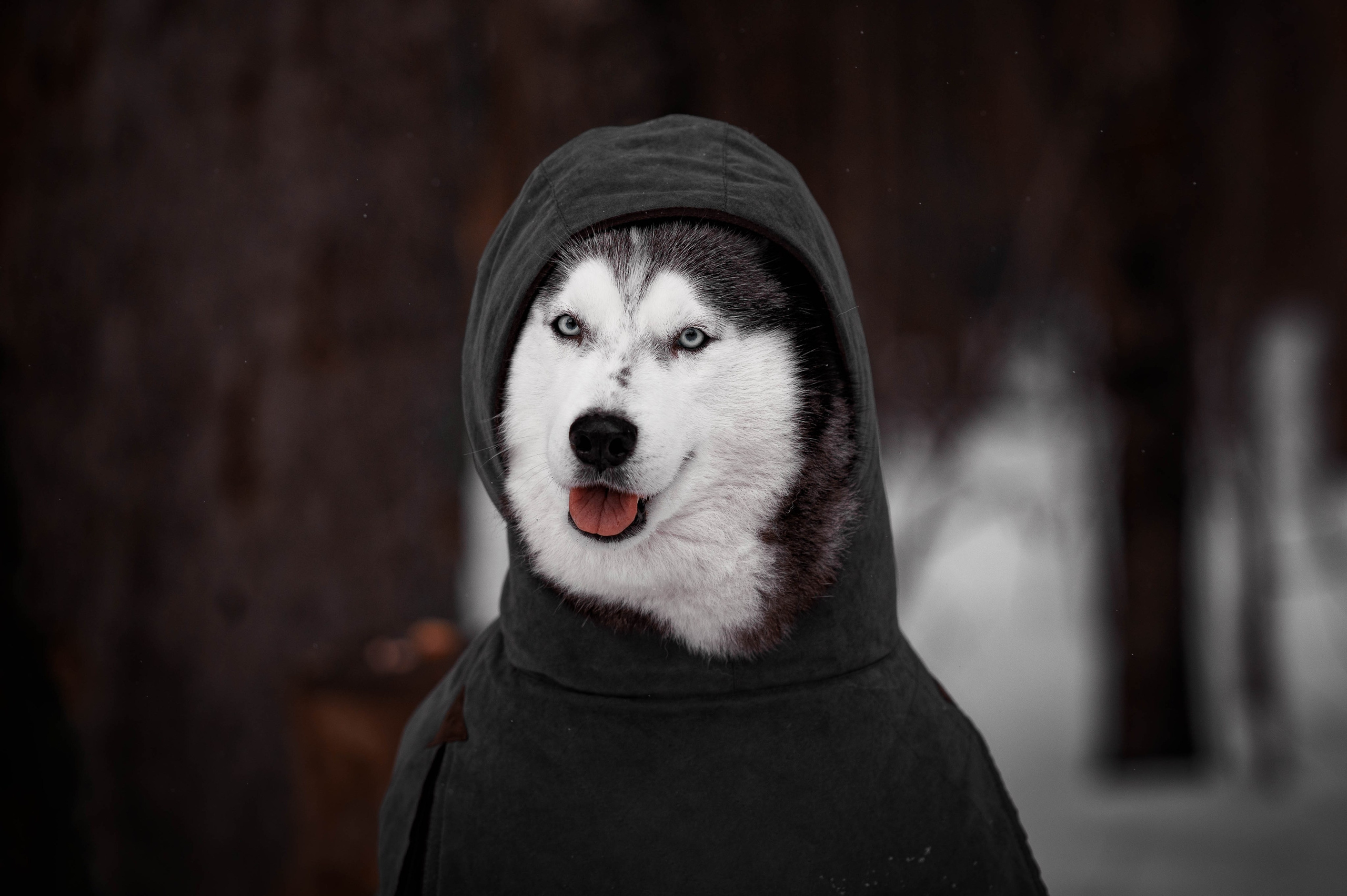 Шанель. Фотограф-анималист