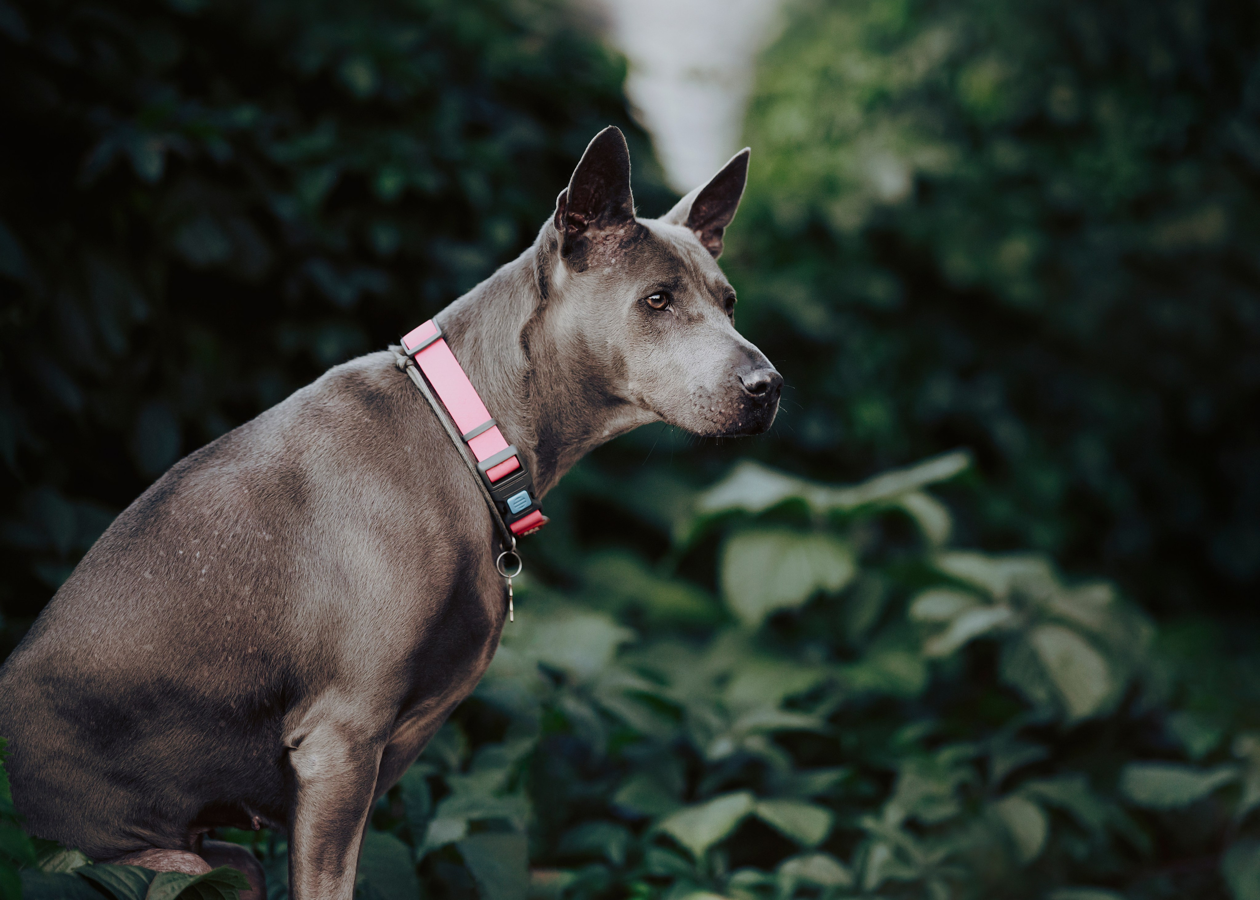 Шарма. Фотограф- анималист Александра Матвеева