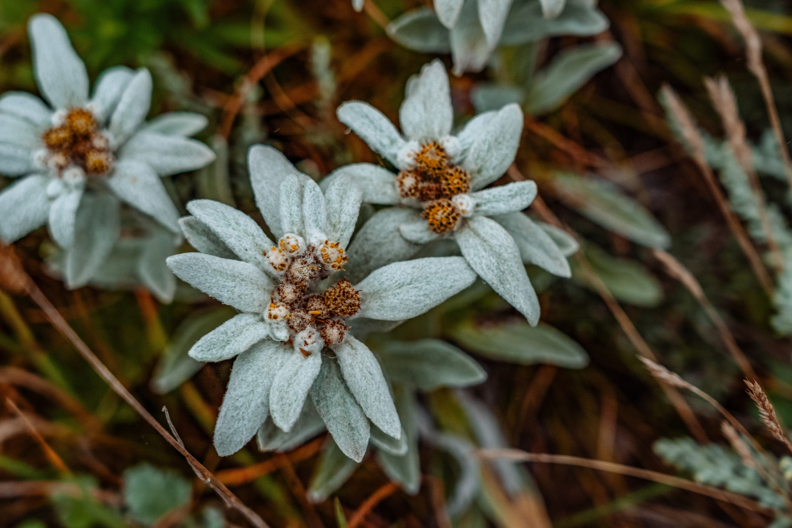 Сихотэ-Алинский заповедник, Приморский край. Репортажный фотограф в Крыму Ксения Гасица