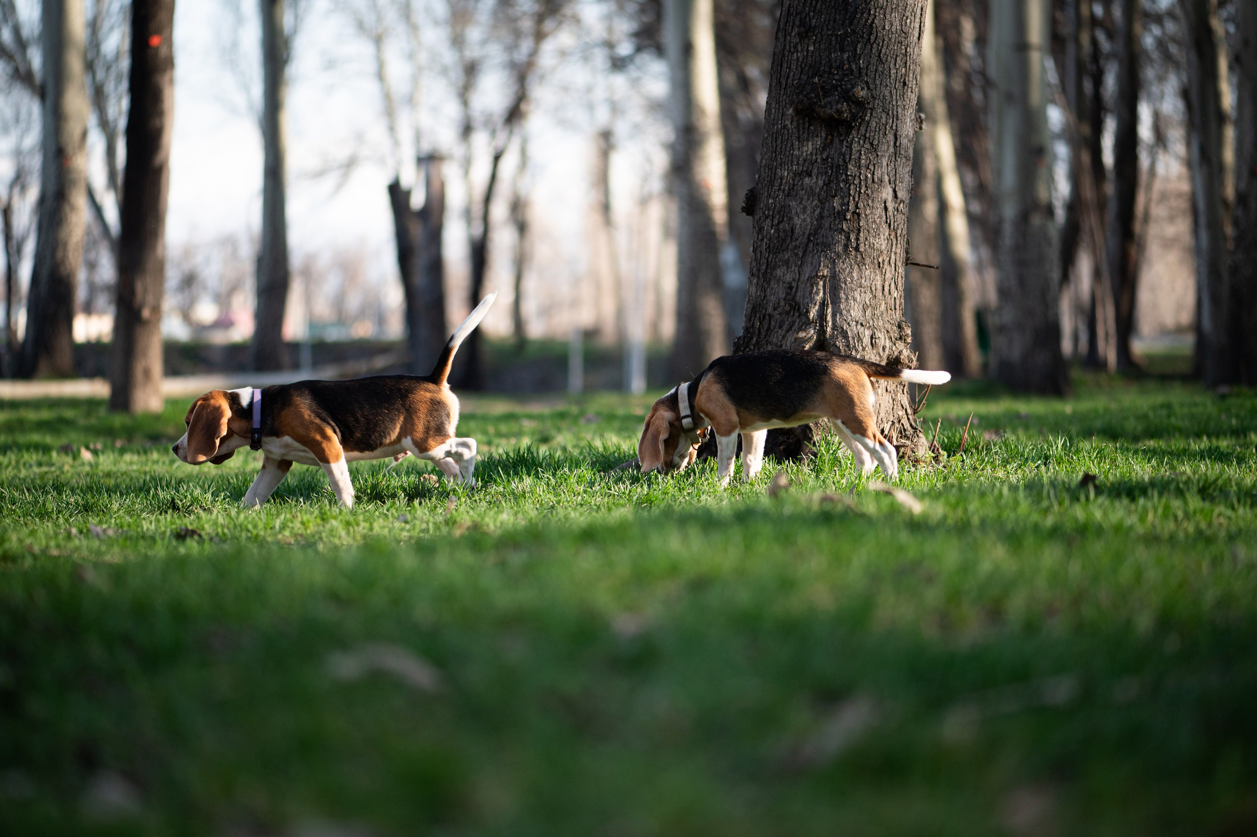 Зверье. Elnora Atnagulova Foodphotography