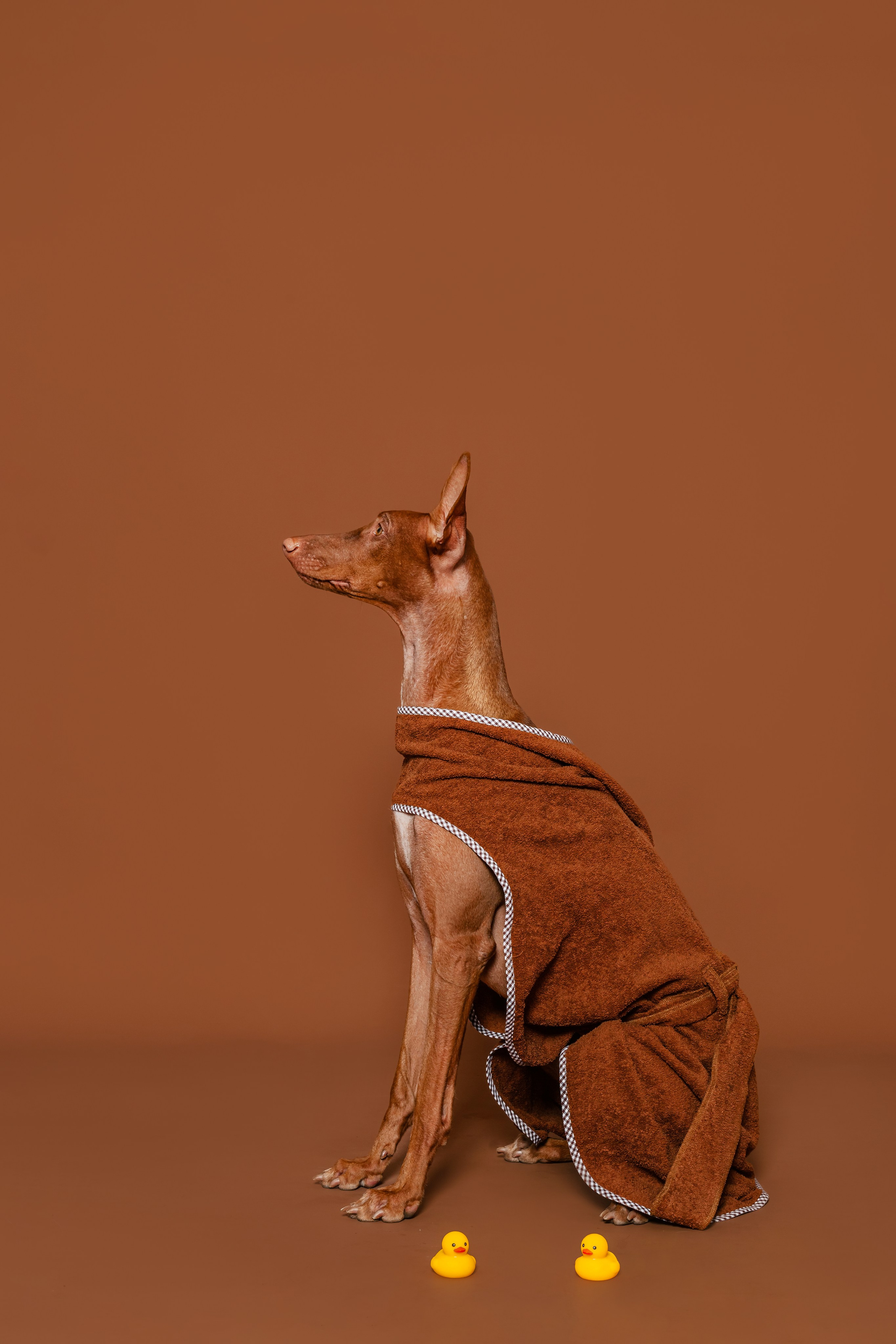 Съемка для бренда TEDDYBOY. Фотограф-анималист Татьяна Степанова