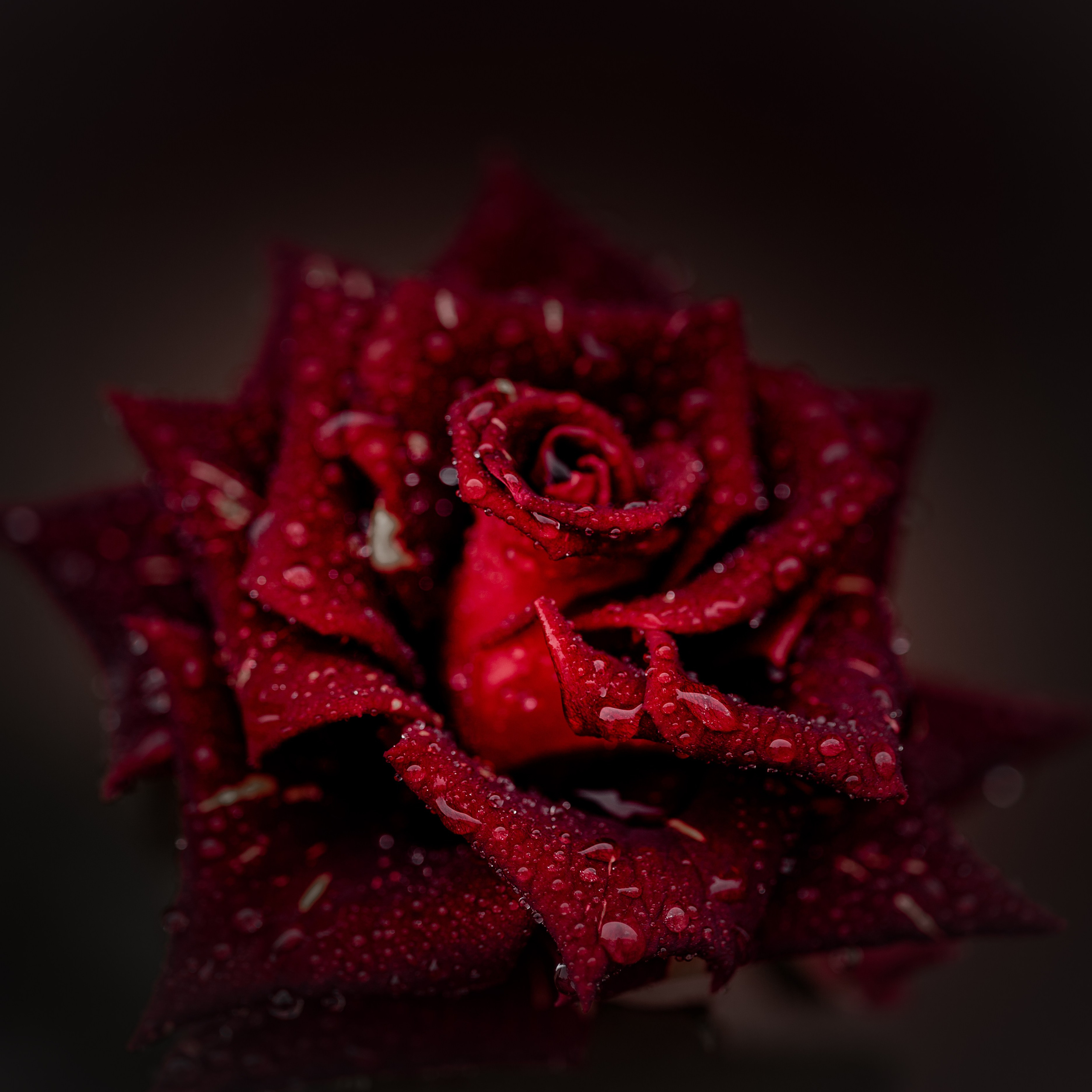 Розы. Медиапродюсер, фотограф в Минеральных Водах —Виктор Холодов