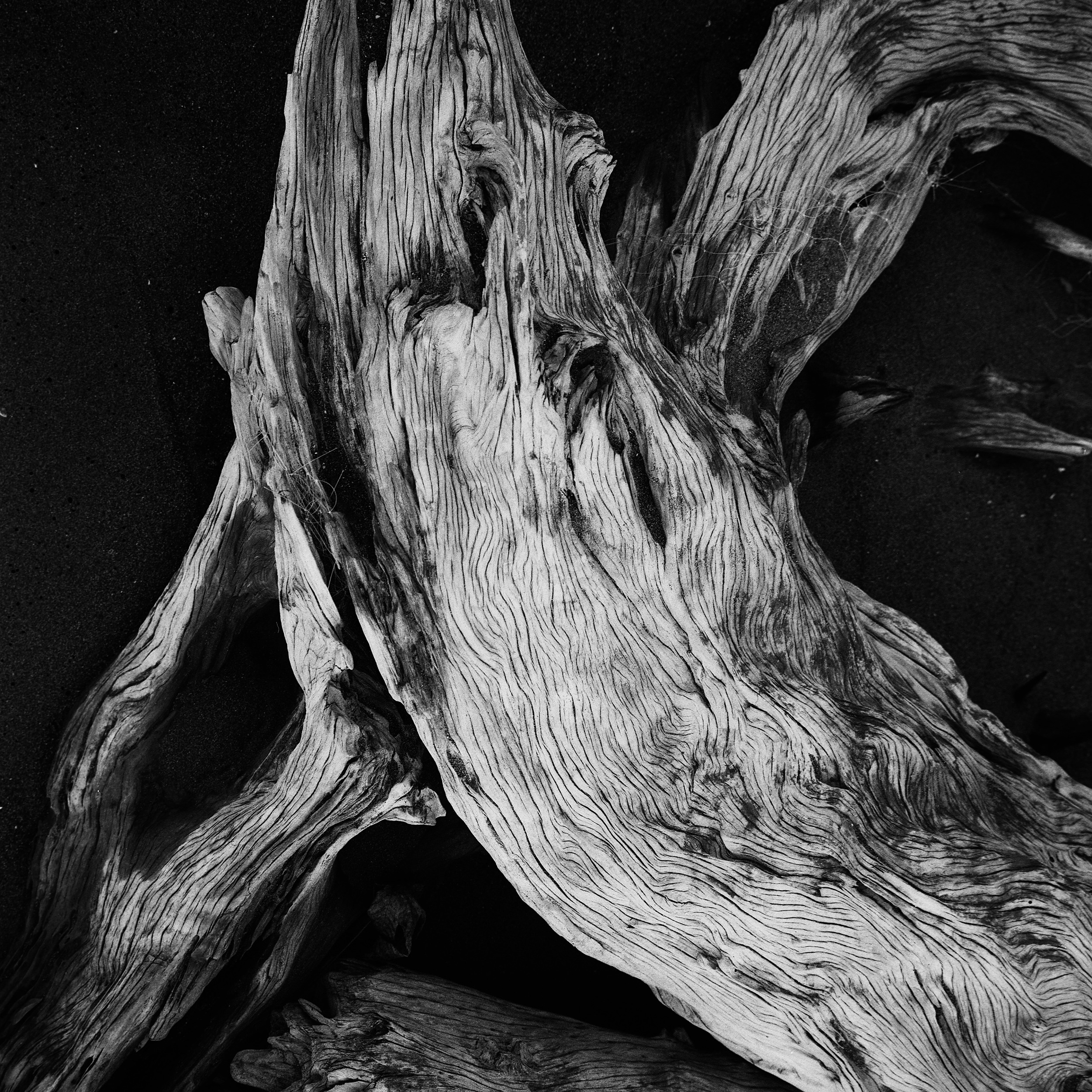 Полина Сойреф, портретный и документальный фотограф