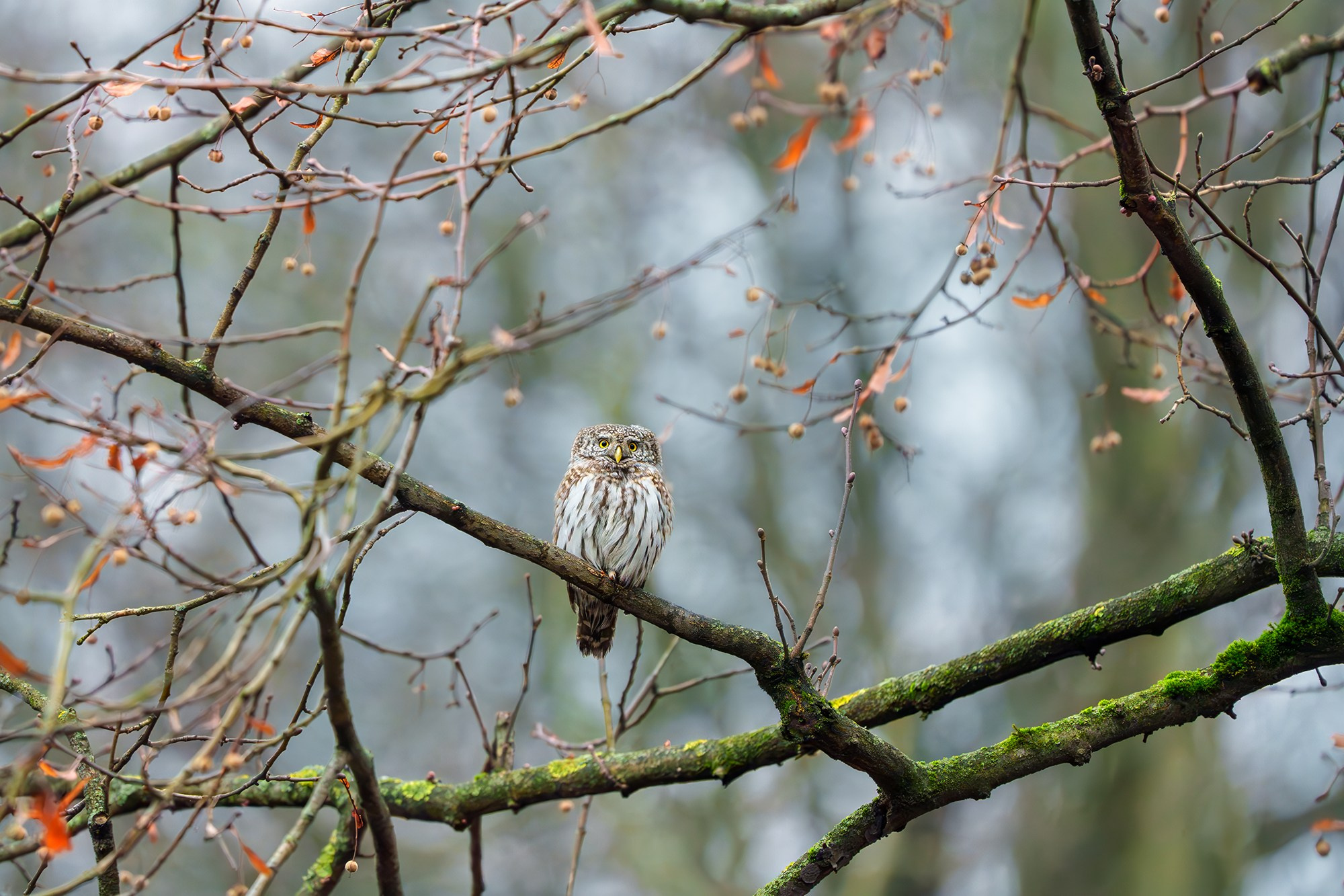 Удивительные мир птиц. Вокруг нас столько прекрасного — присмотритесь!. Ваш личный фотограф Марина Волкова