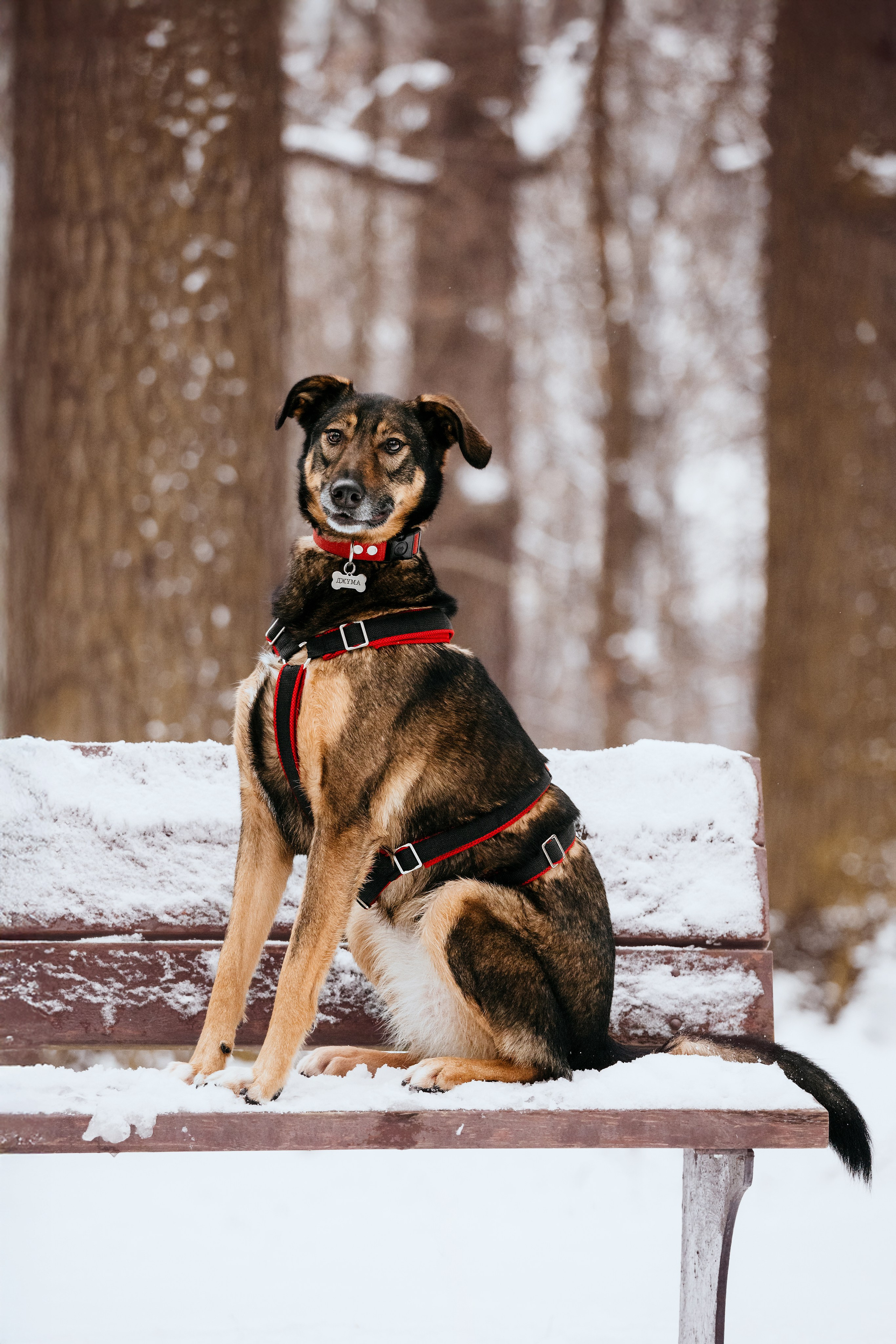 Собаки из приюта Дубовая роща зима. Фотограф-анималист Татьяна Степанова