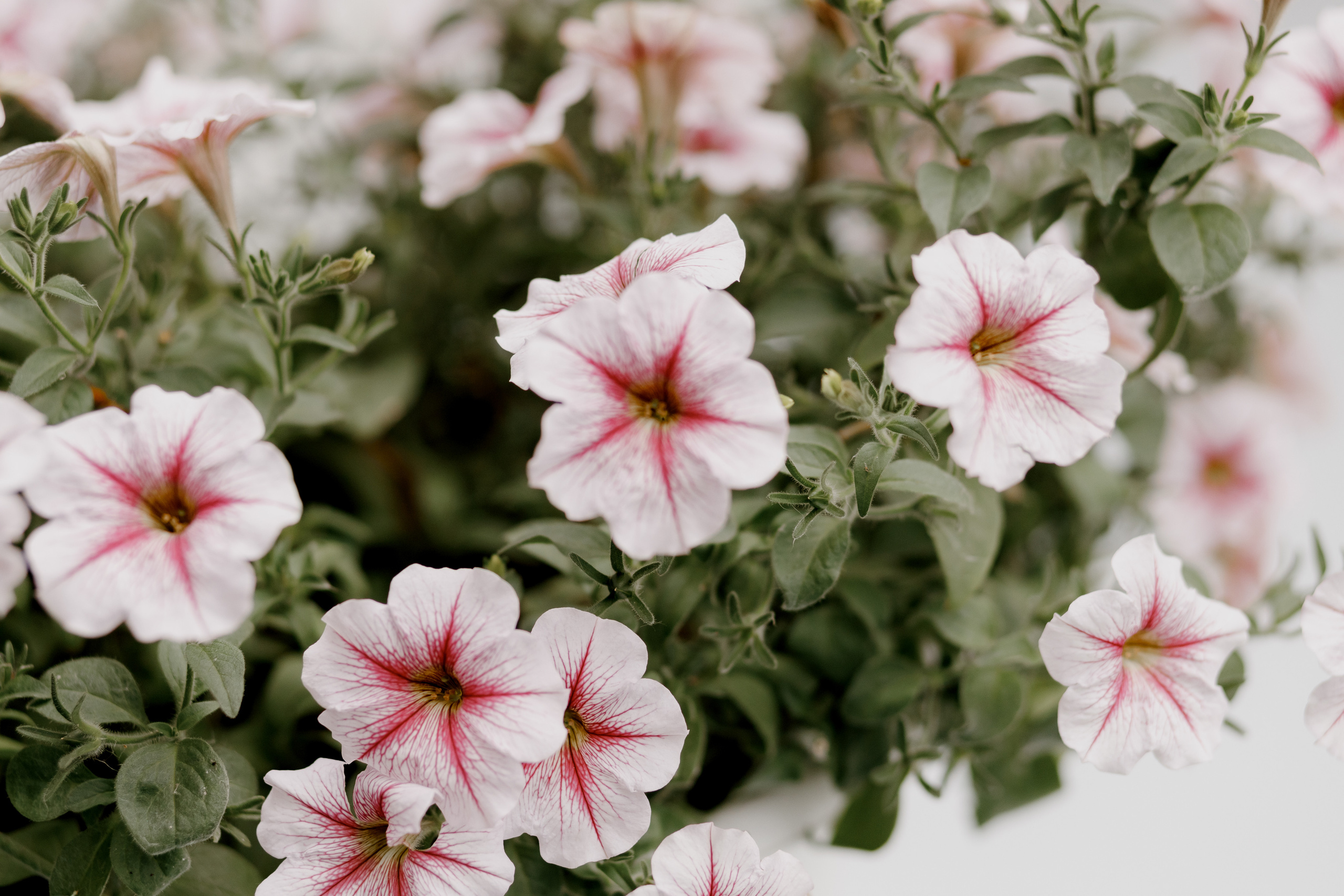 Анна и Павел. Свадебный фотограф Павел Щекин