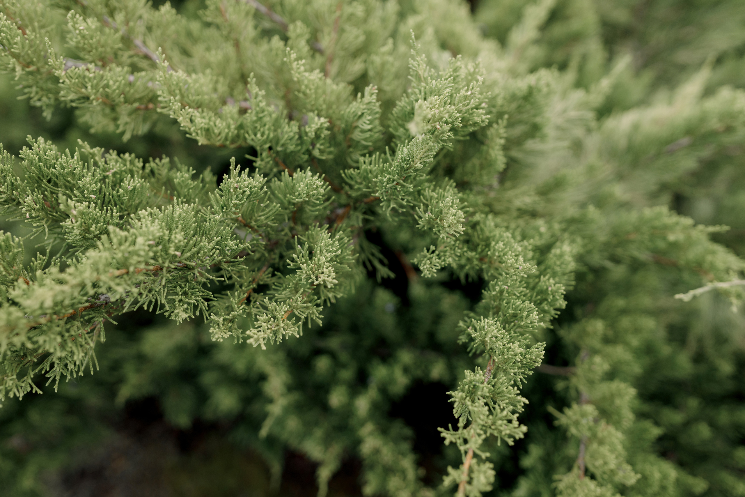 Нина и Никита. Свадебный фотограф Павел Щекин