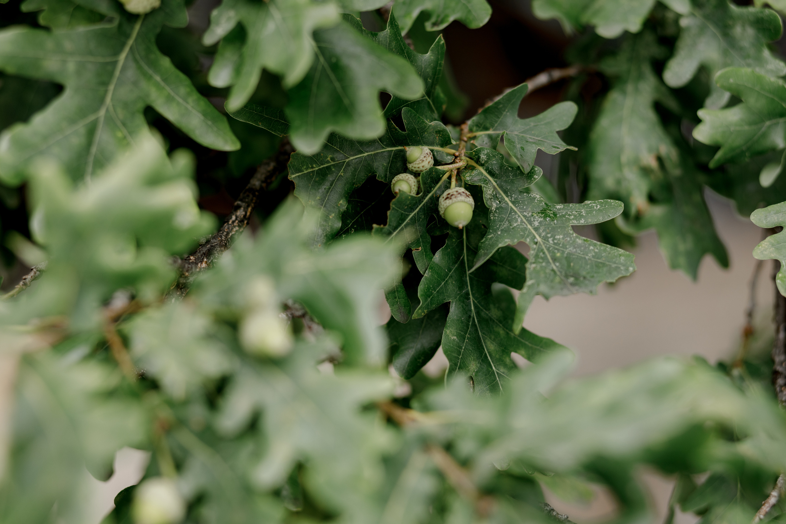 Анна и Павел. Свадебный фотограф Павел Щекин
