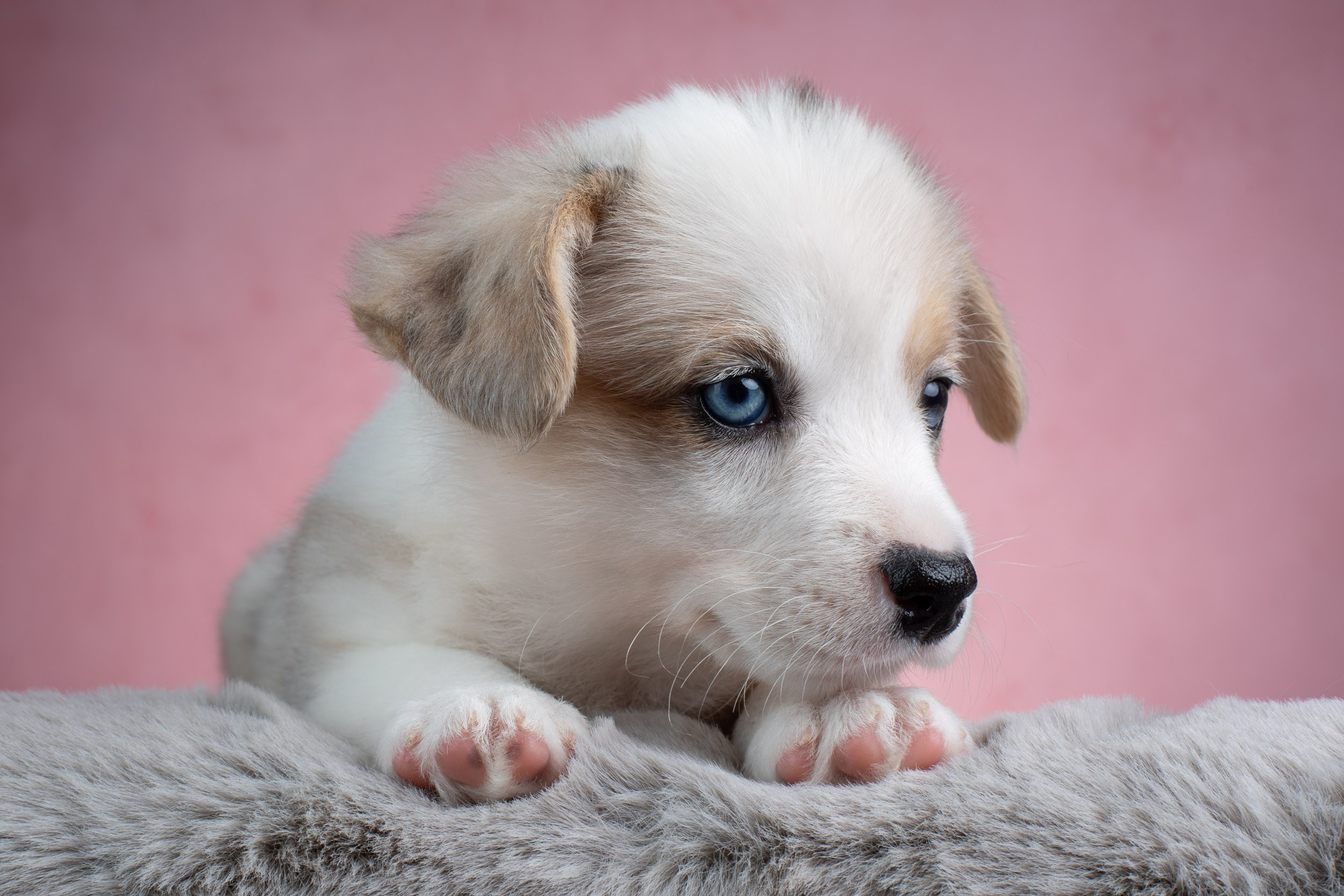 Съемка щенков на розовом фоне. Фотограф-анималист в Москве и Московской области Татьяна Фролова