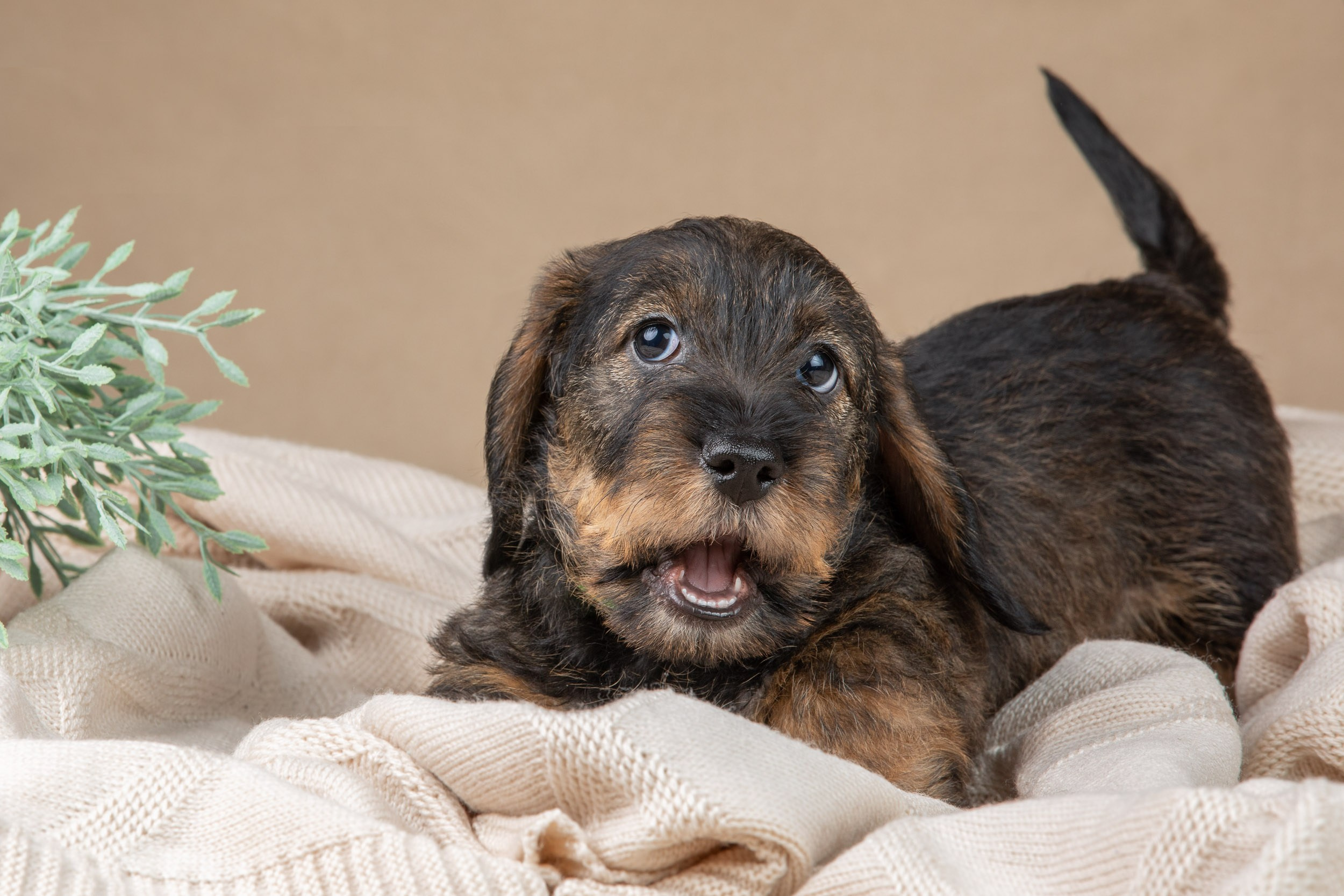 Съемка щенков жесткошерстной таксы на бежевом фоне в ящике. Фотограф-анималист в Москве и Московской области Татьяна Фролова