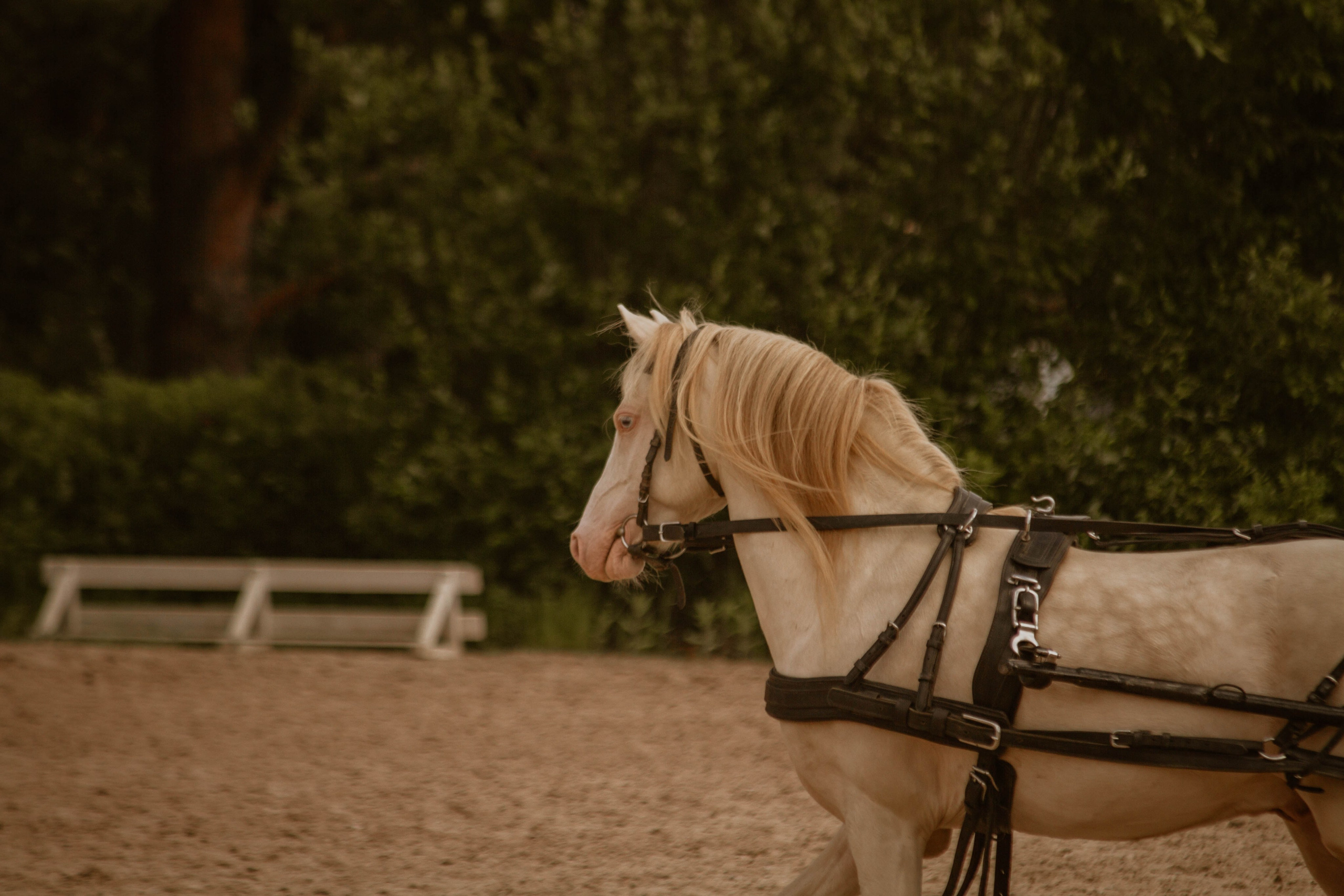 ИППОСФЕРА — Международная конная выставка. Создадим шедевр? Виталина и её фотоискусство