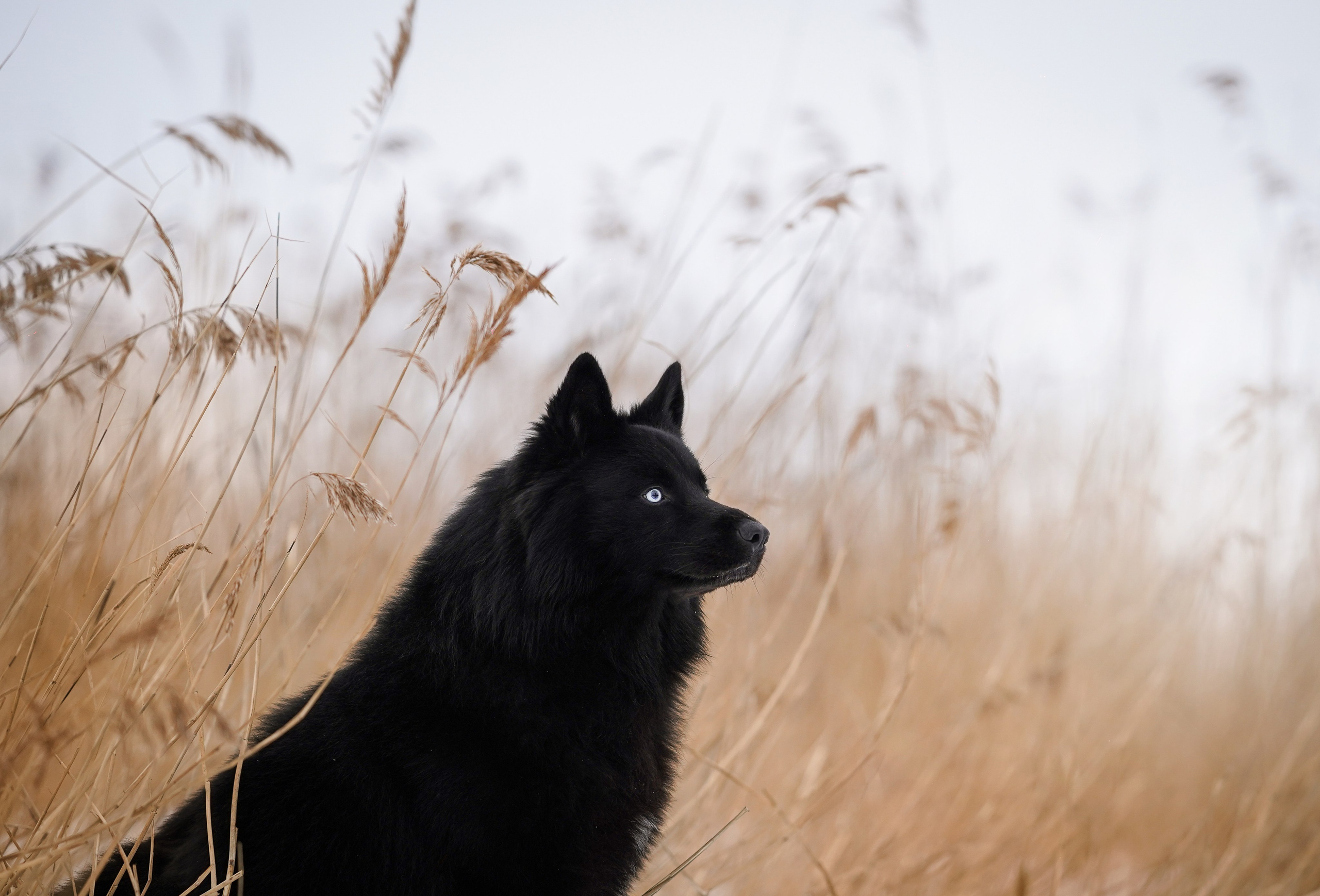 Лора Джанго и Хэппи. Фотограф-анималист в Санкт-Петербурге Яна Мартынова