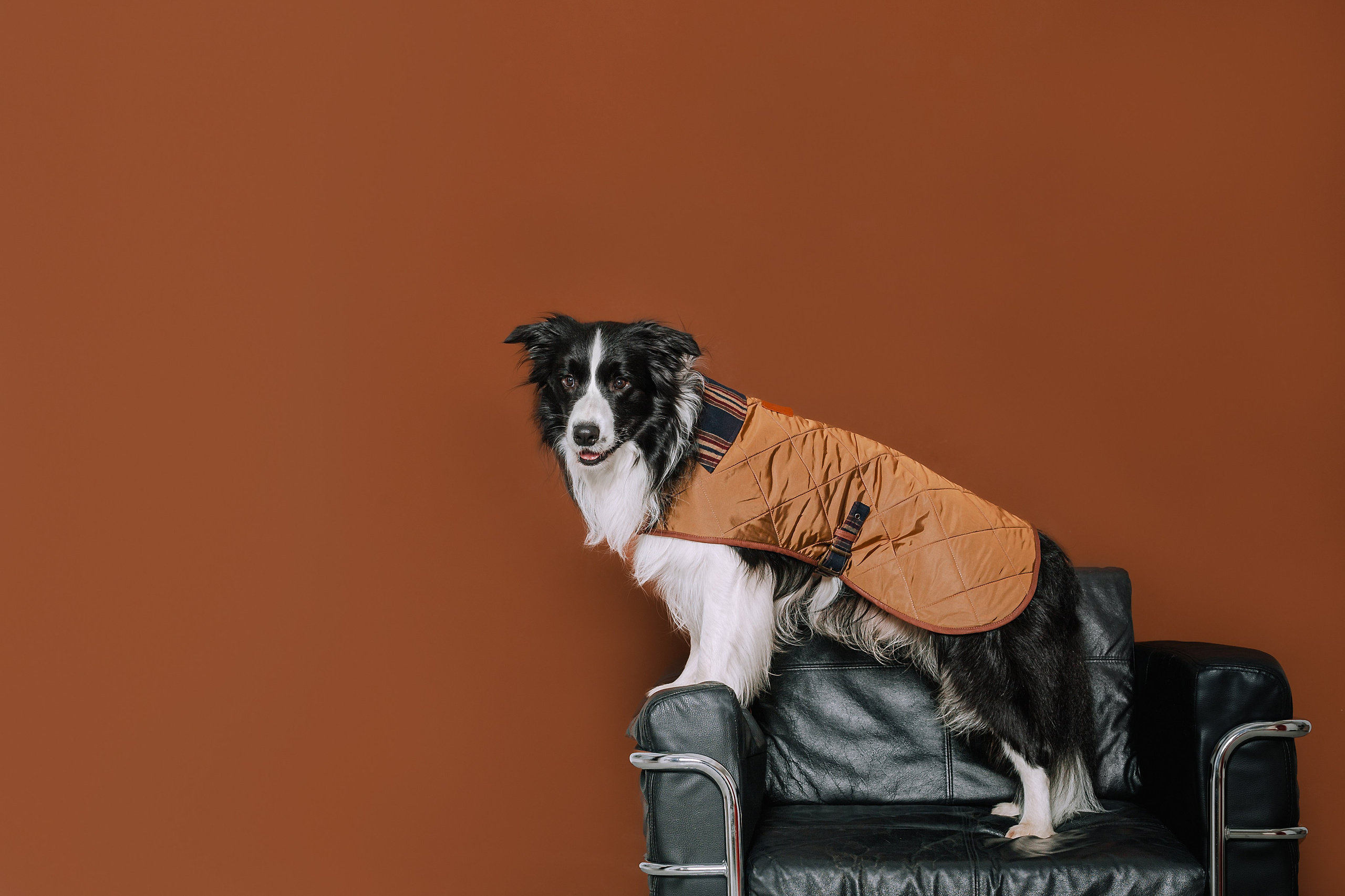 Съемка для бренда TEDDYBOY. Фотограф-анималист Татьяна Степанова