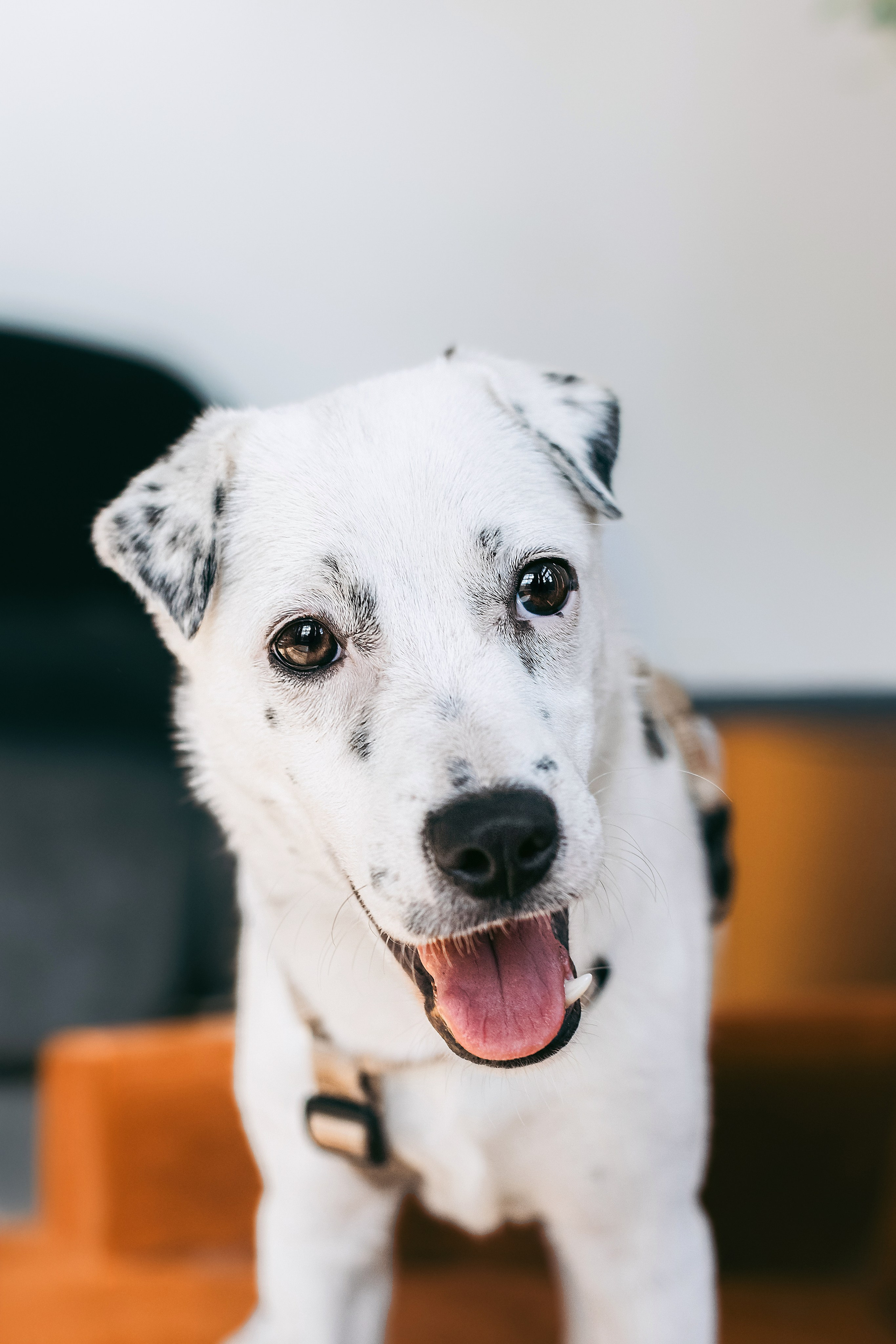 Студия лето 2025. Фотограф-анималист Татьяна Степанова