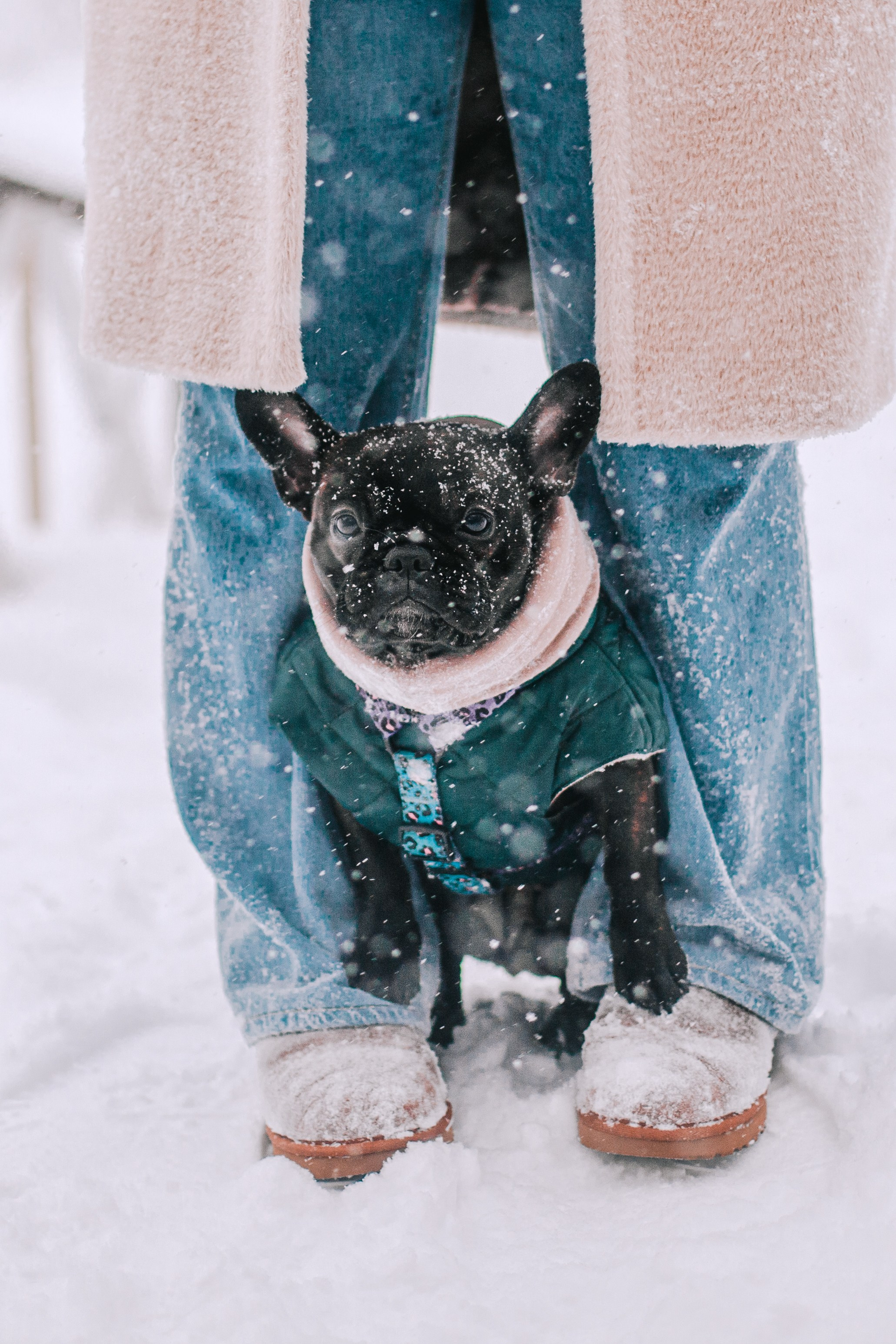 Кантри Хаус. Фотограф-анималист Татьяна Степанова