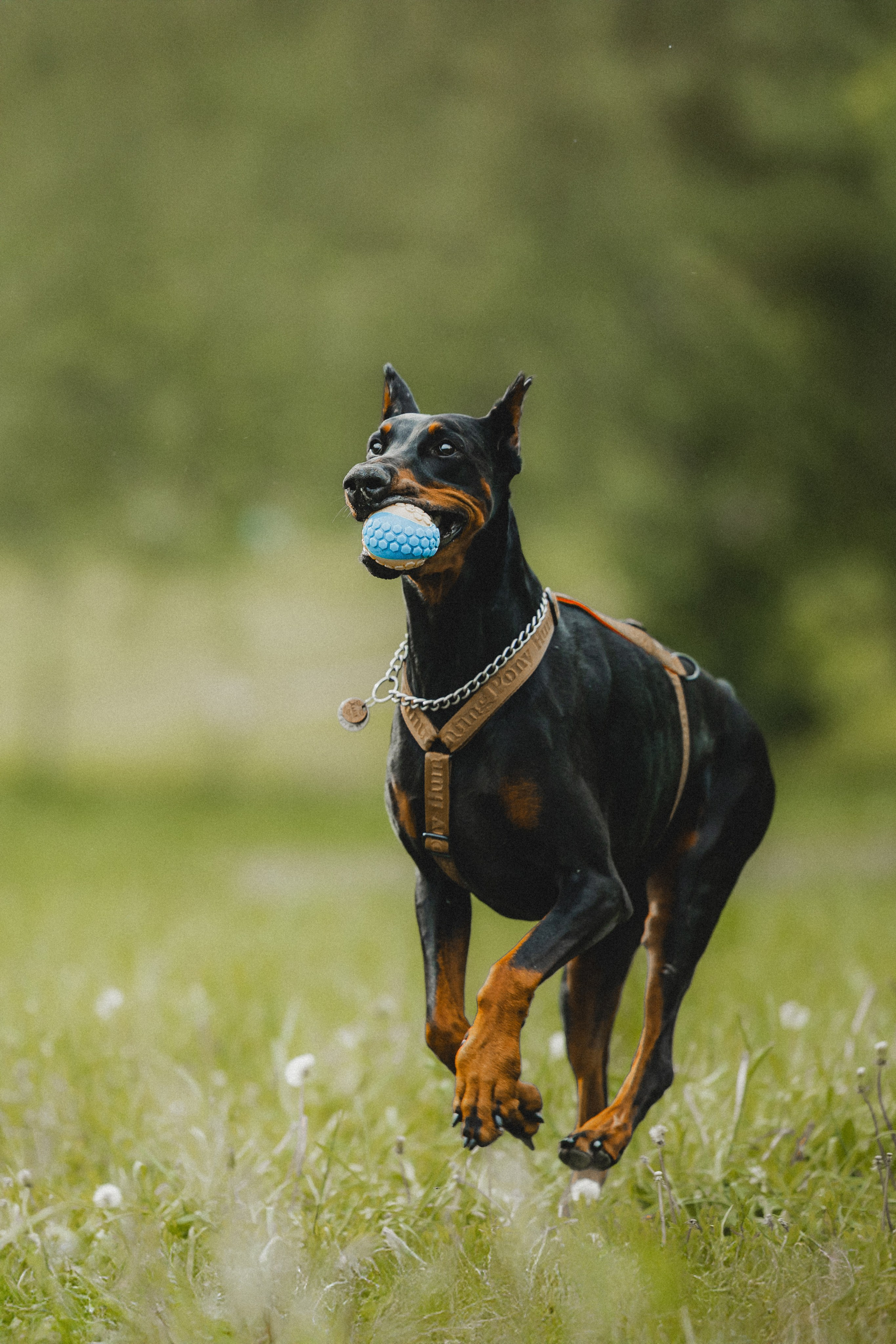 Паша, Хайди и Тея