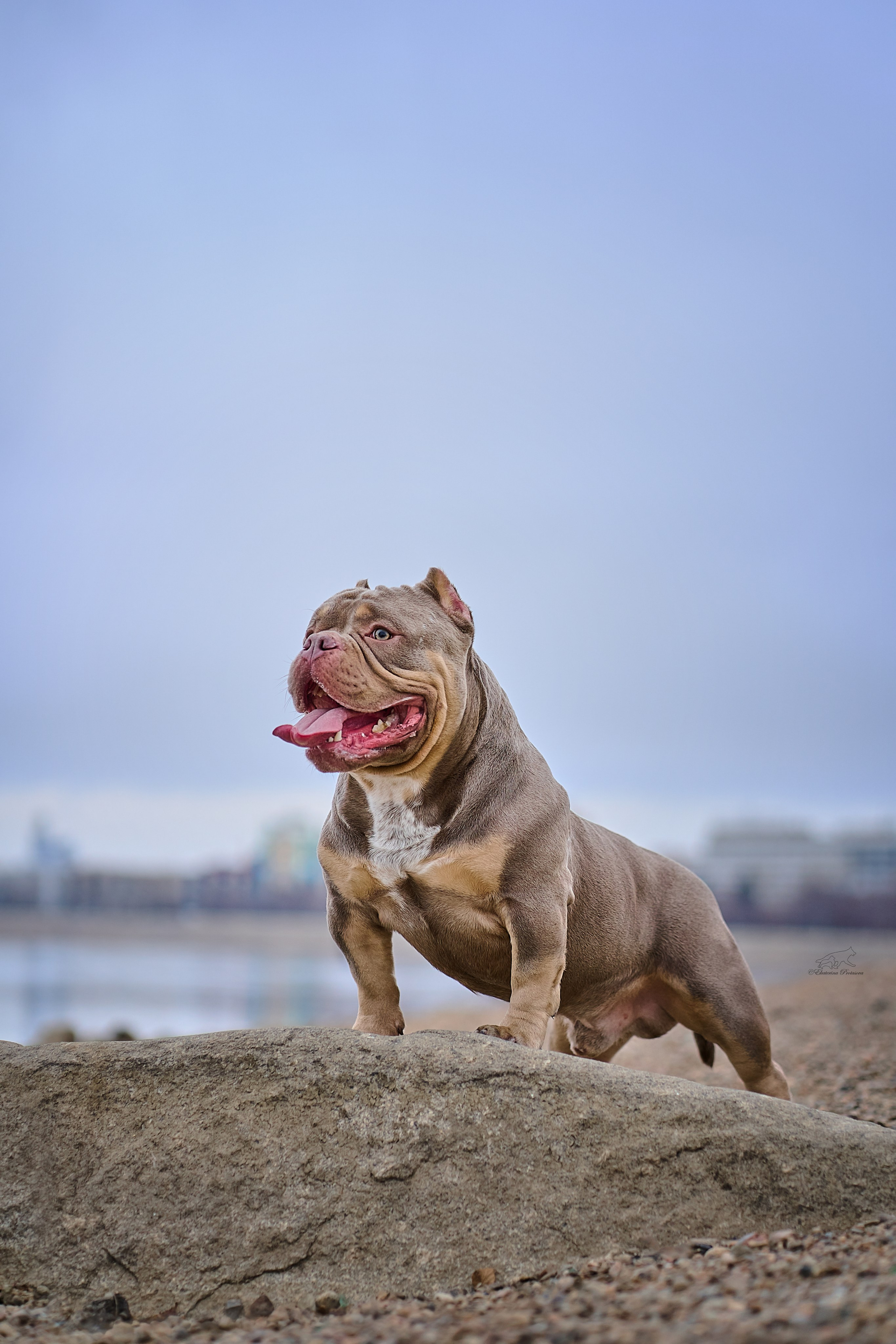 Булли Коба. Фотограф-анималист в Иркутске