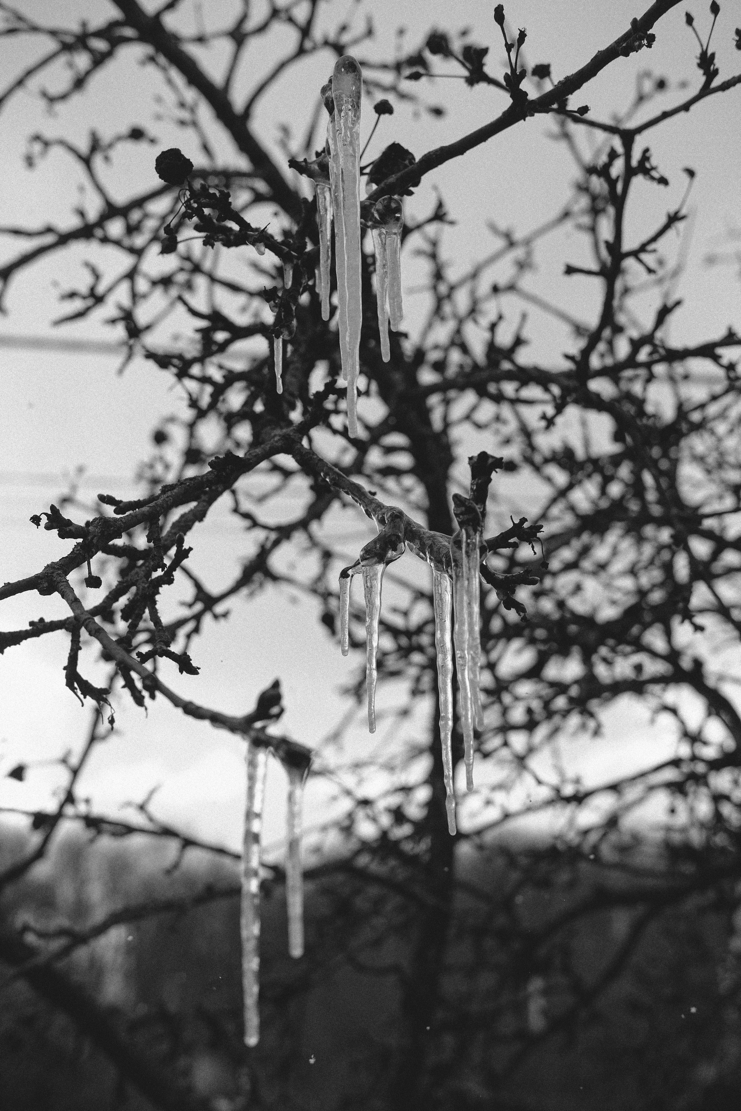 Жизнь сада. Works