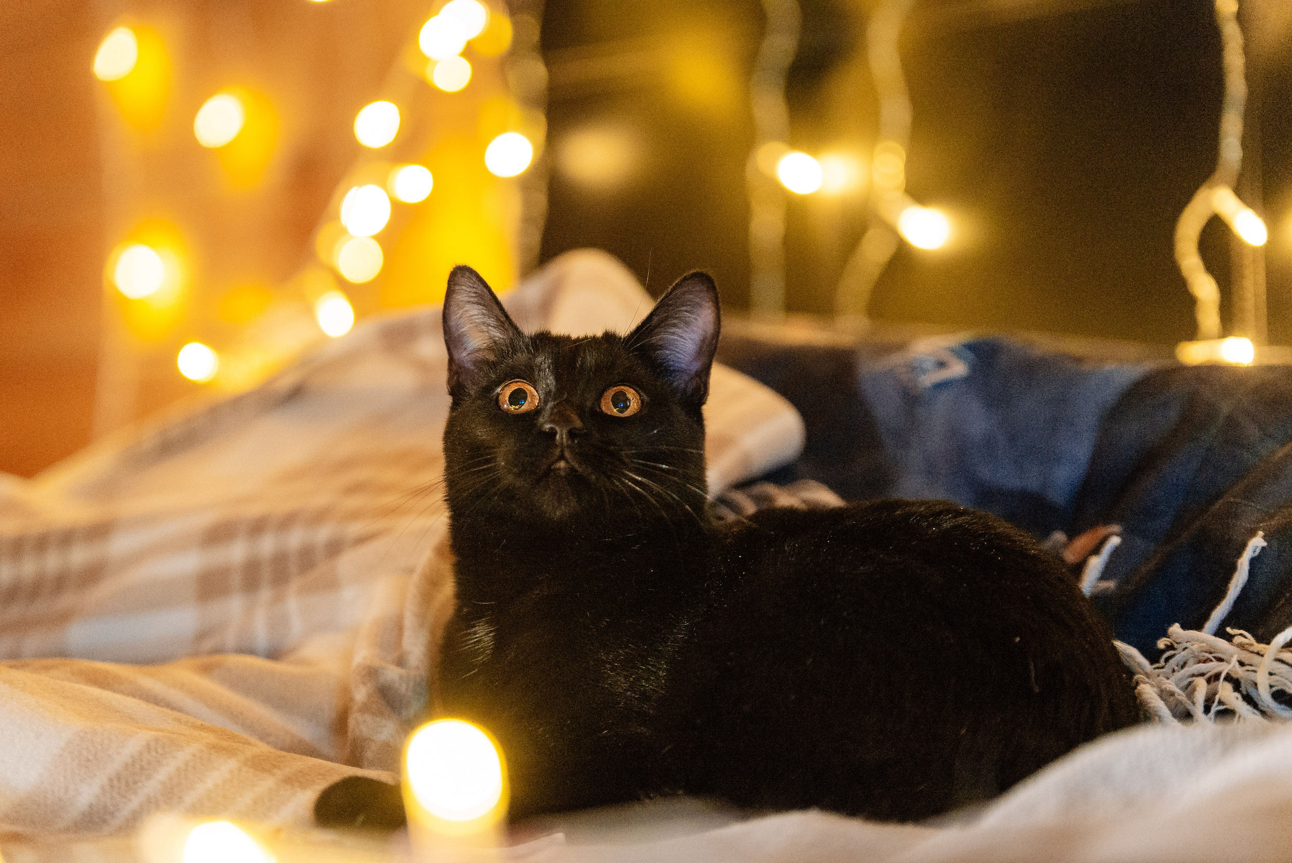 Светлана, Альфа и кошки ✨. Фотограф-анималист Анастасия Парфенова|Екатеринбург