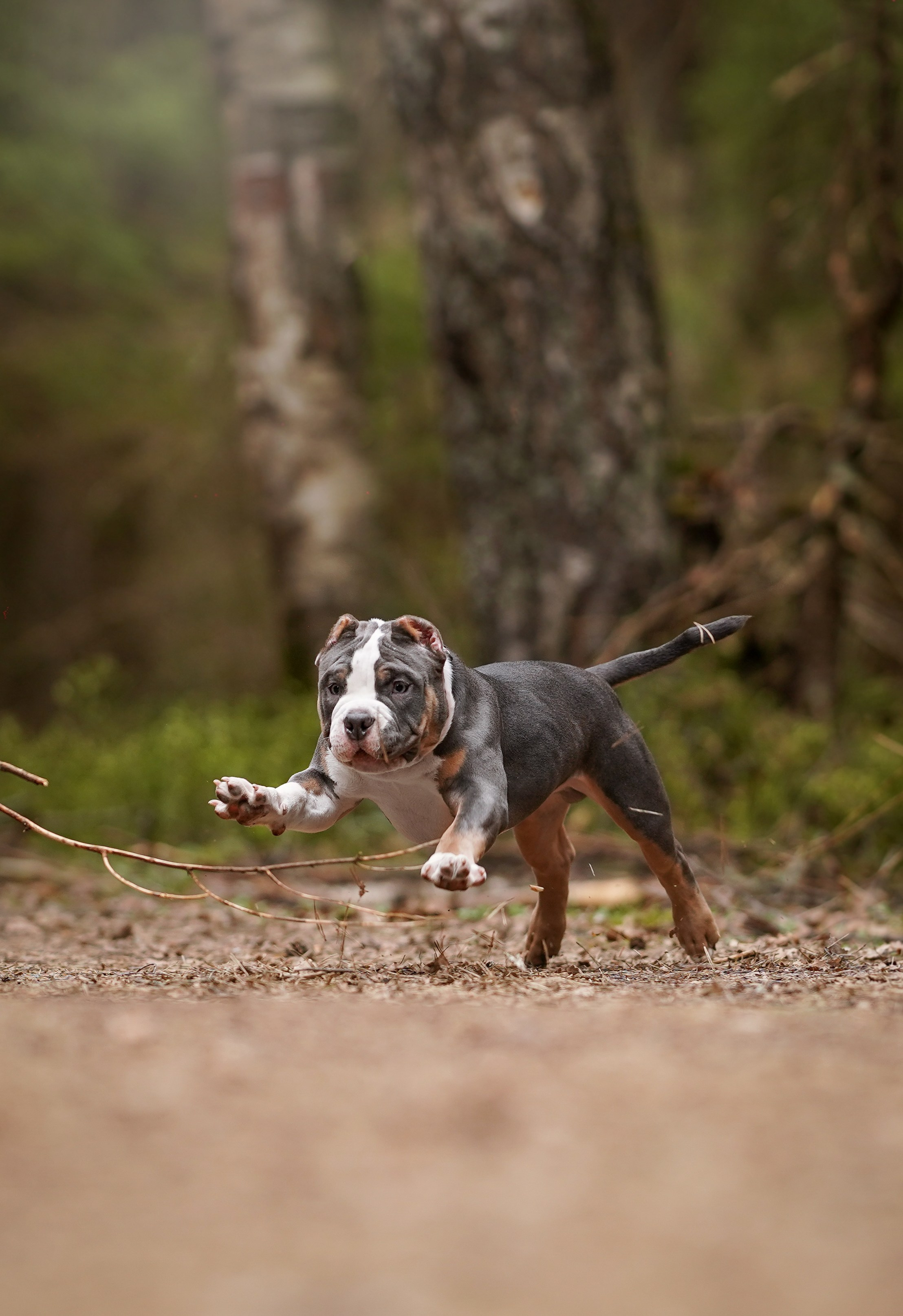 Щенки булли. Фотограф-анималист в Санкт-Петербурге Яна Мартынова