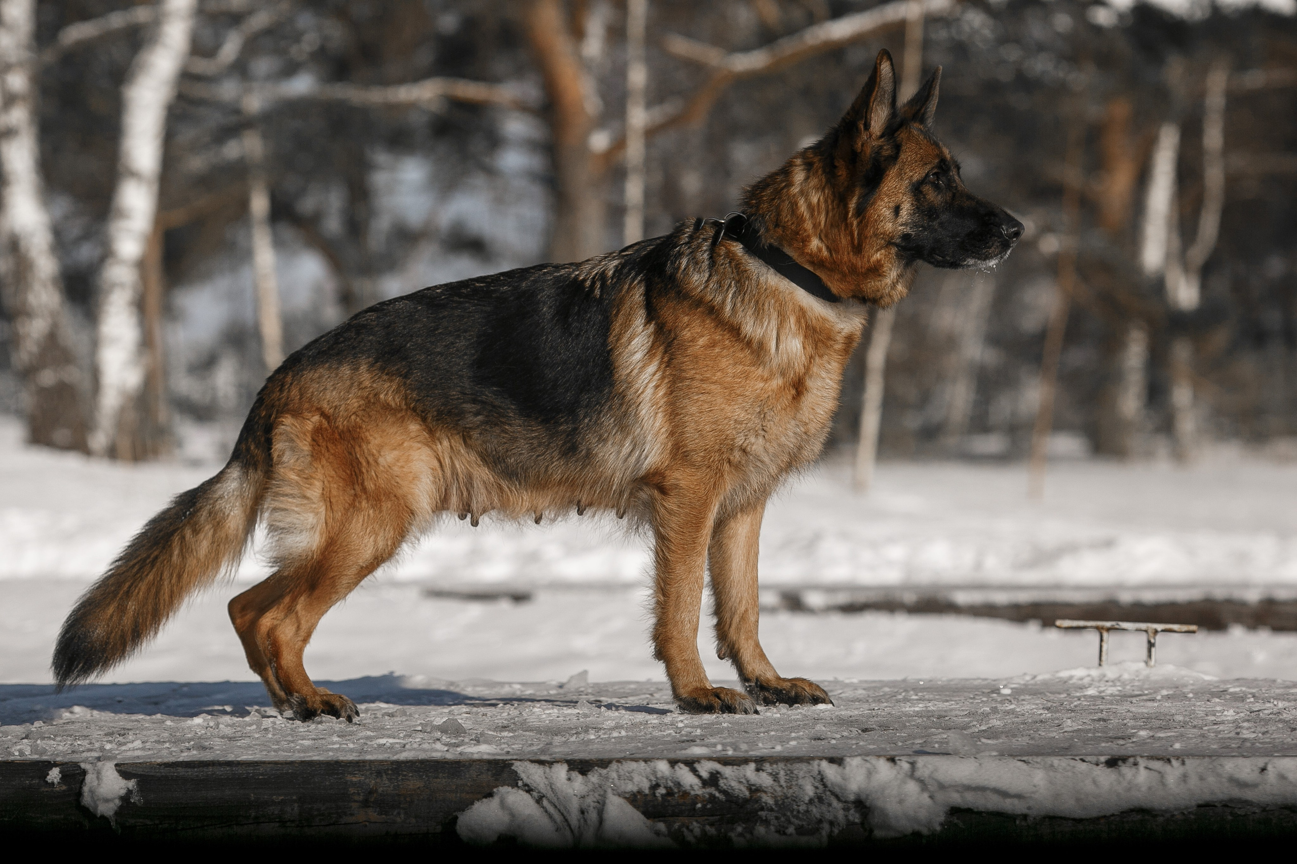 Фотосъемка собак для питомника немецких овчарок. Репортажный фотограф Борис Геер